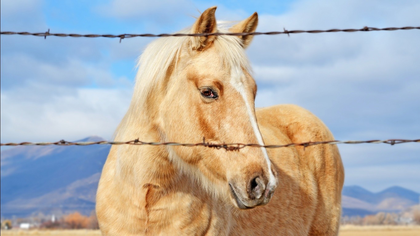 Horse Barbed Wire Animals 1366x768