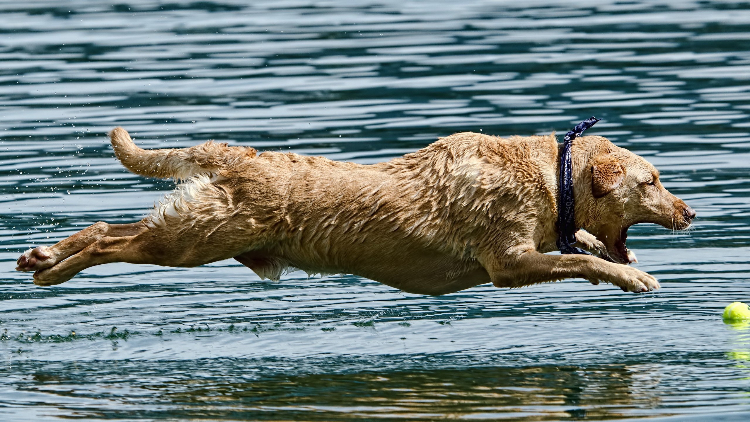 Animals Dog Water Tennis Balls Jumping Outdoors Side View 2560x1440