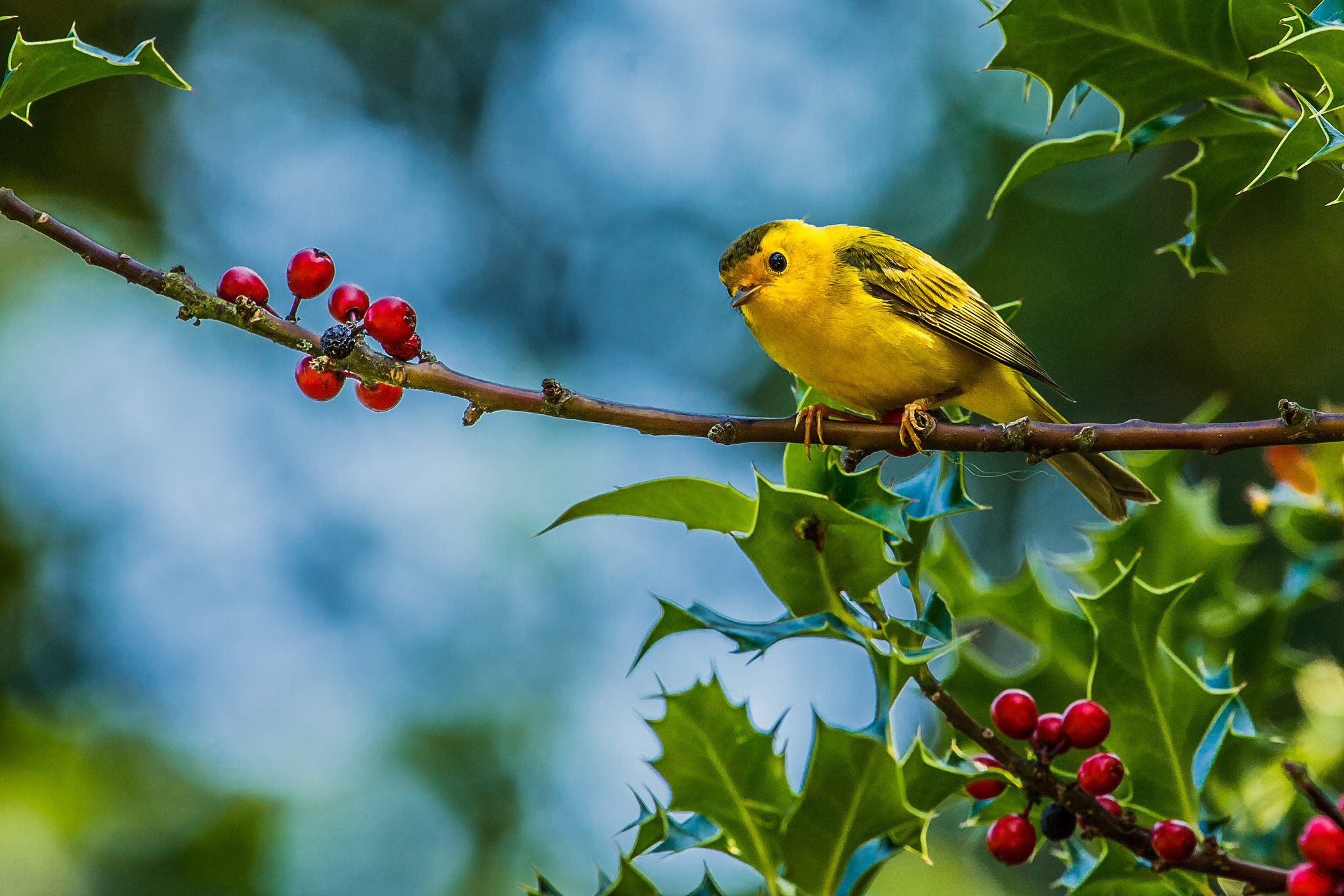 Bird Yellow Warbler 2048x1365