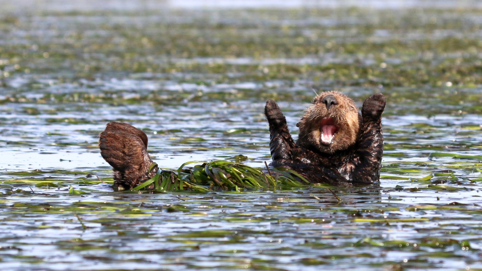 Nature Animals Depth Of Field Humor Water Muzzles Otters Seaweed Swimming 1920x1080