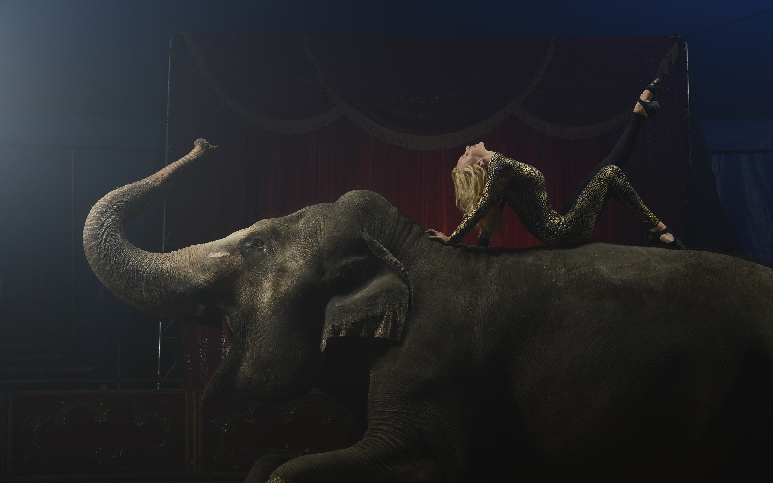 Circus Elephant Animals Women Blonde 2560x1600