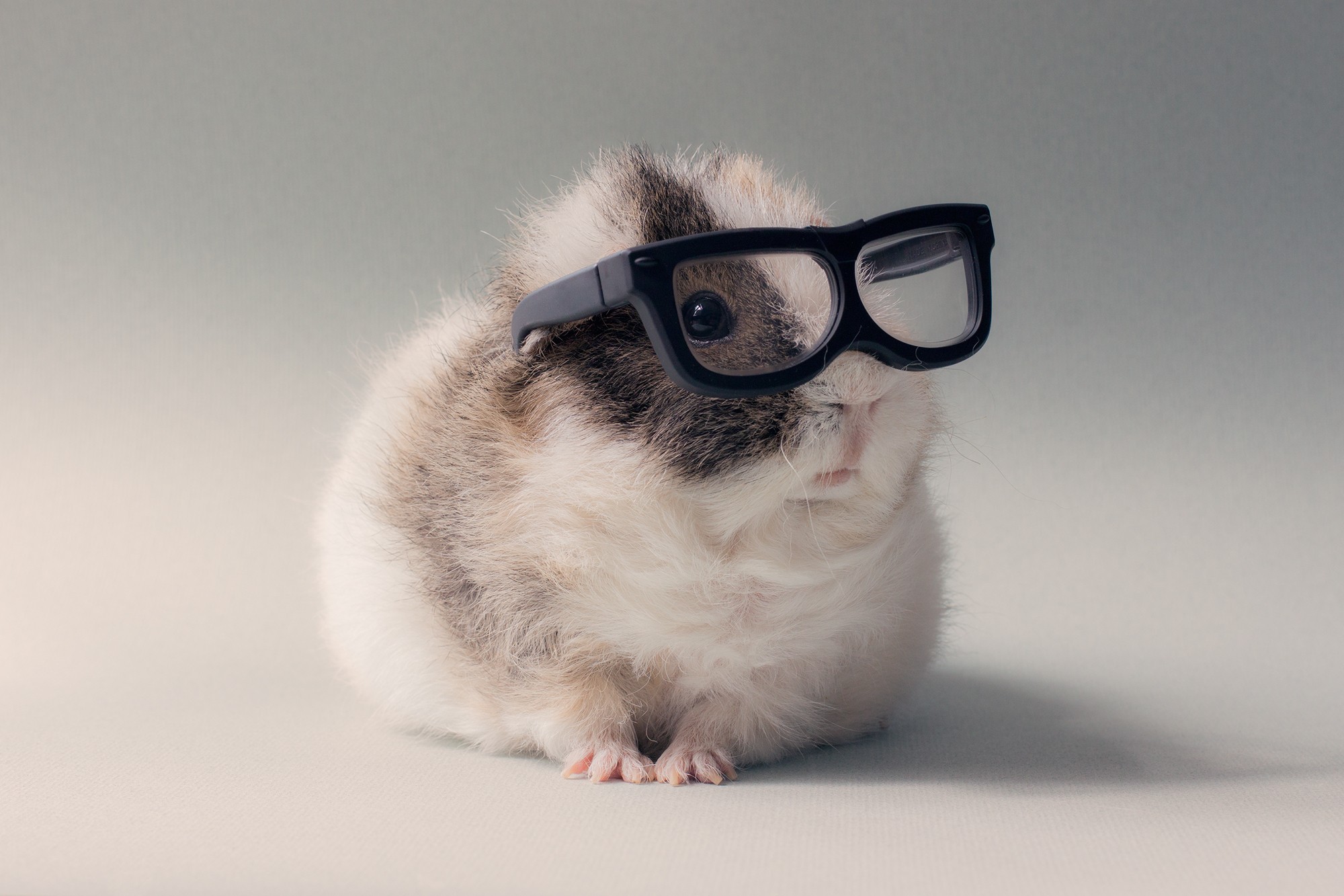 Glasses Pet Animals Humor Guinea Pigs 2000x1333