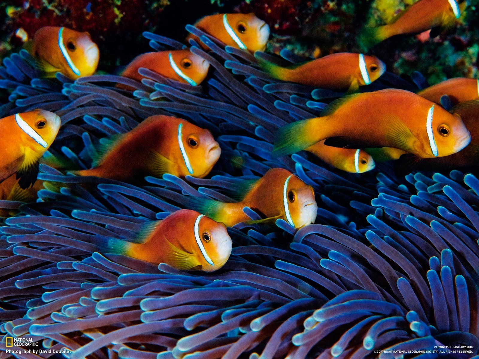 Sea Anemones Fish Clownfish Animals 1600x1200