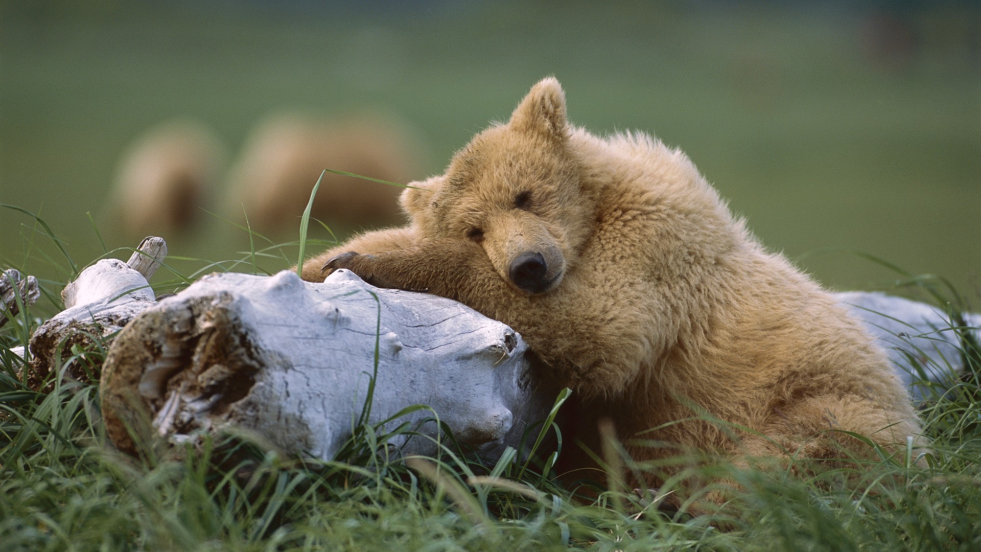 Grizzly Bear Katmai National Park Alaska Bear Brown Bear Resting Log Cute 1920x1080