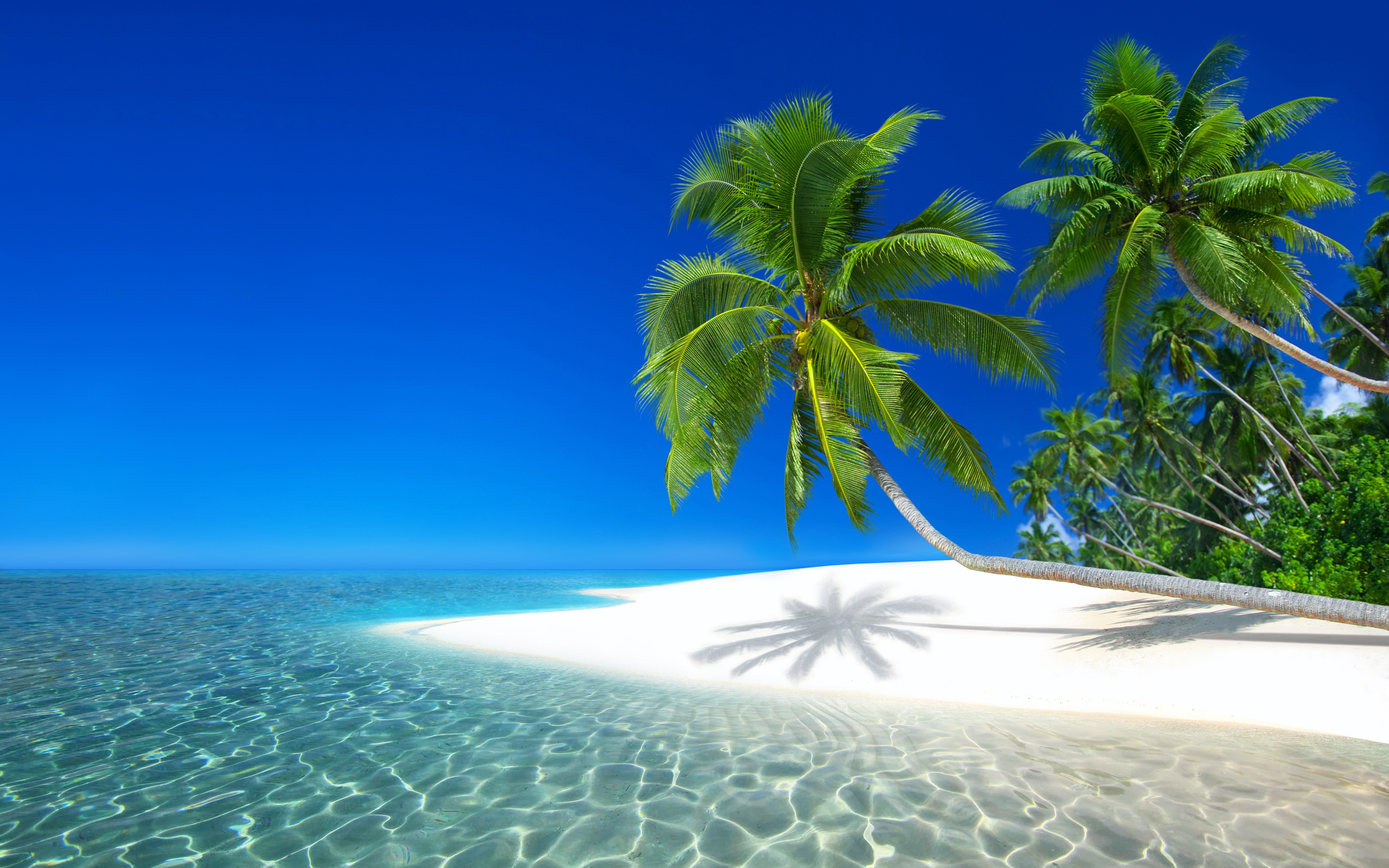 Seychelles Tropical Sea Beach Island Palm Tree 3840x2400