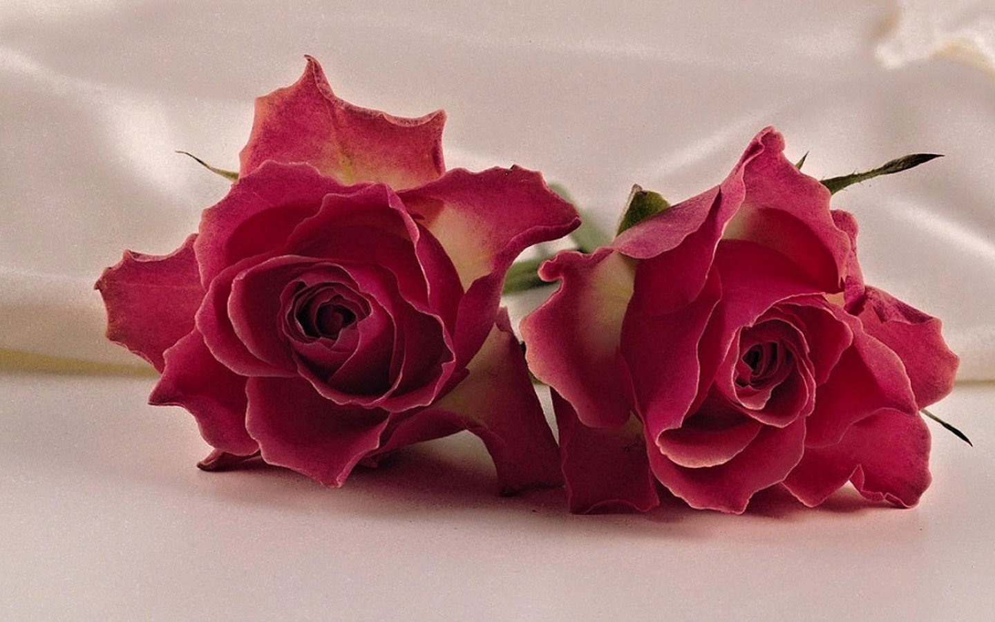 Flower Rose Crimson Close Up 1440x900
