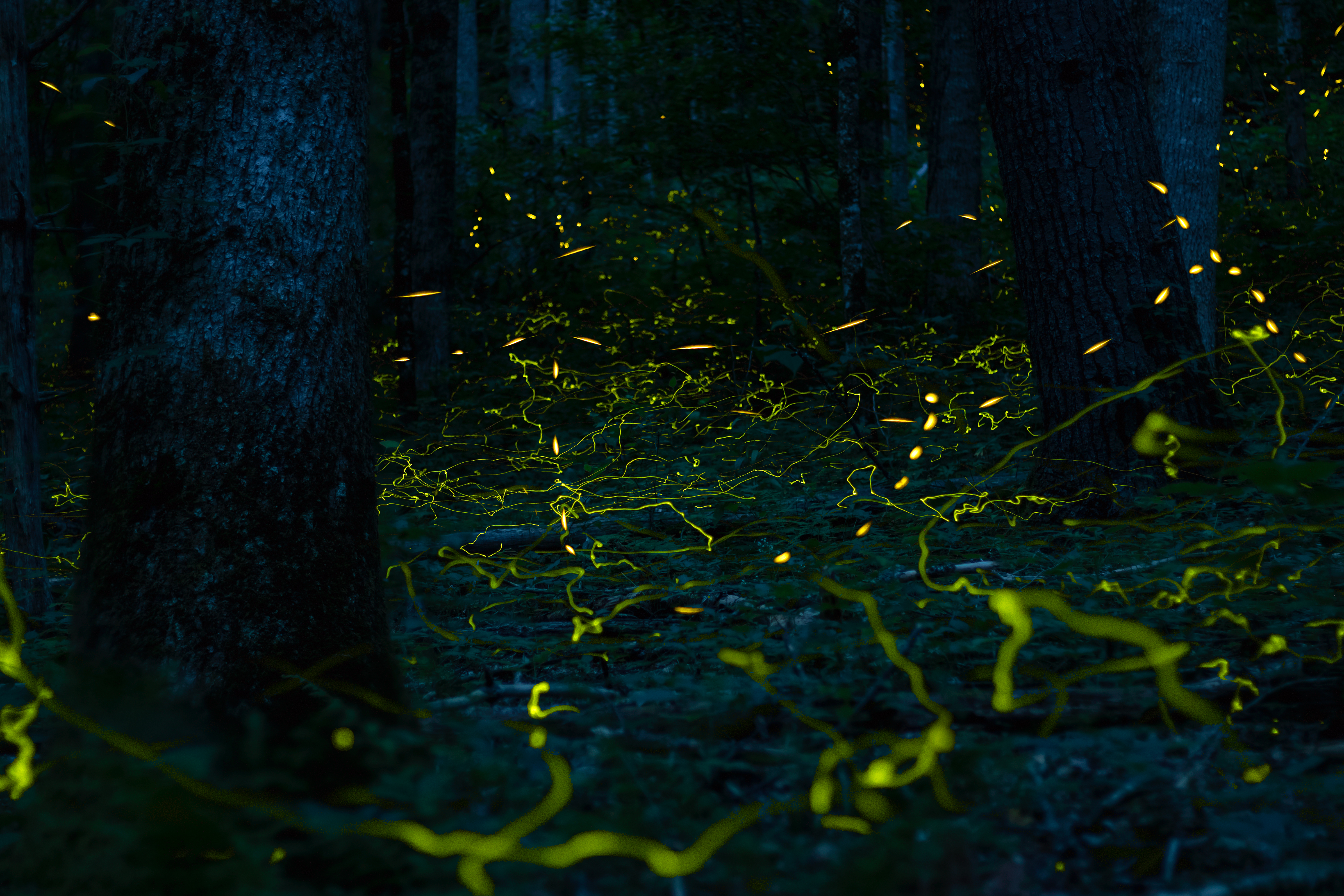 Fireflies Nature Forest Landscape 5967x3980