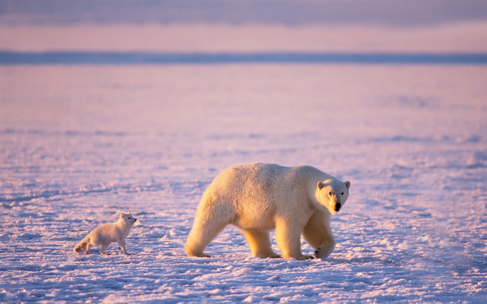Animals Polar Bears Friends Snow Fox 1680x1050