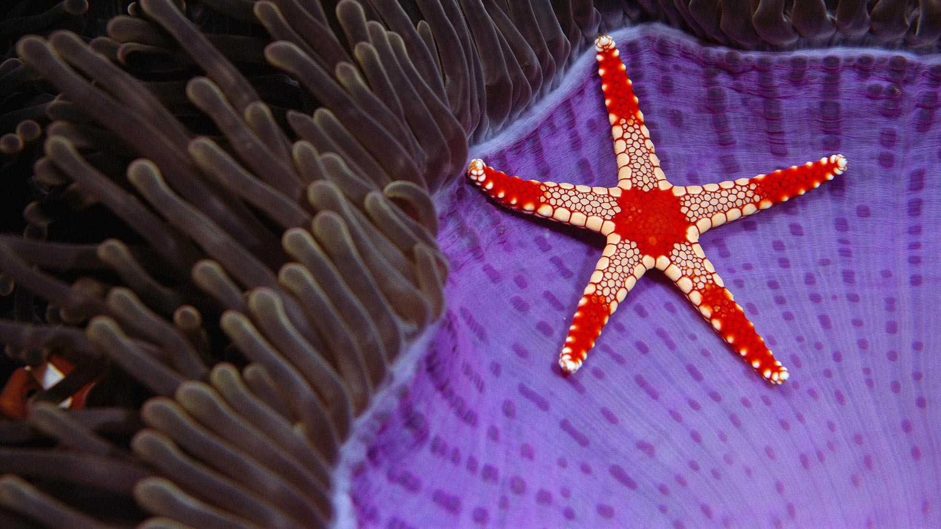 Underwater Sea Nature Starfish Fish Animals Coral 1920x1080