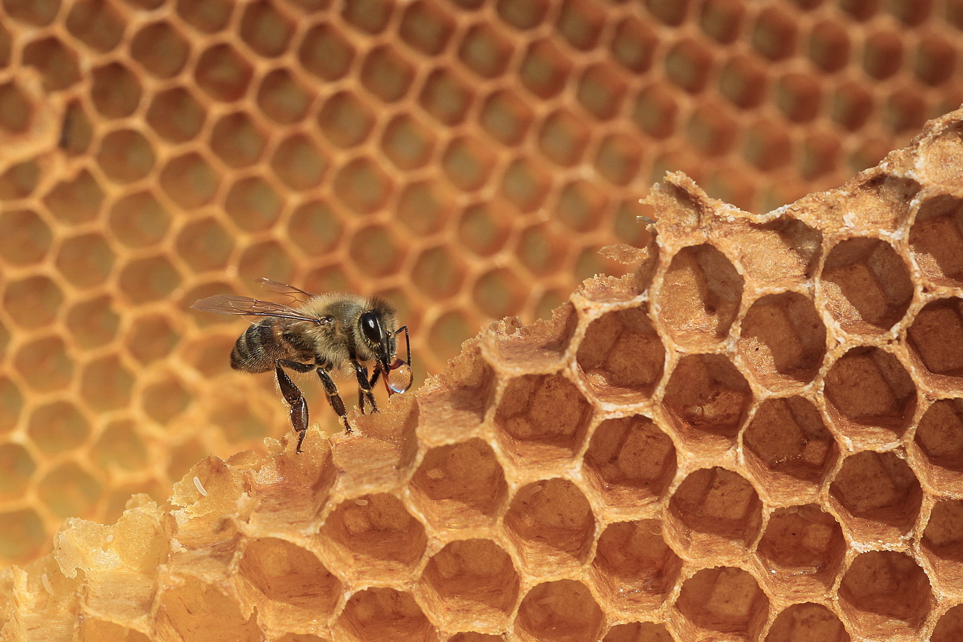 Bee Honeycomb Insect Macro 1920x1280