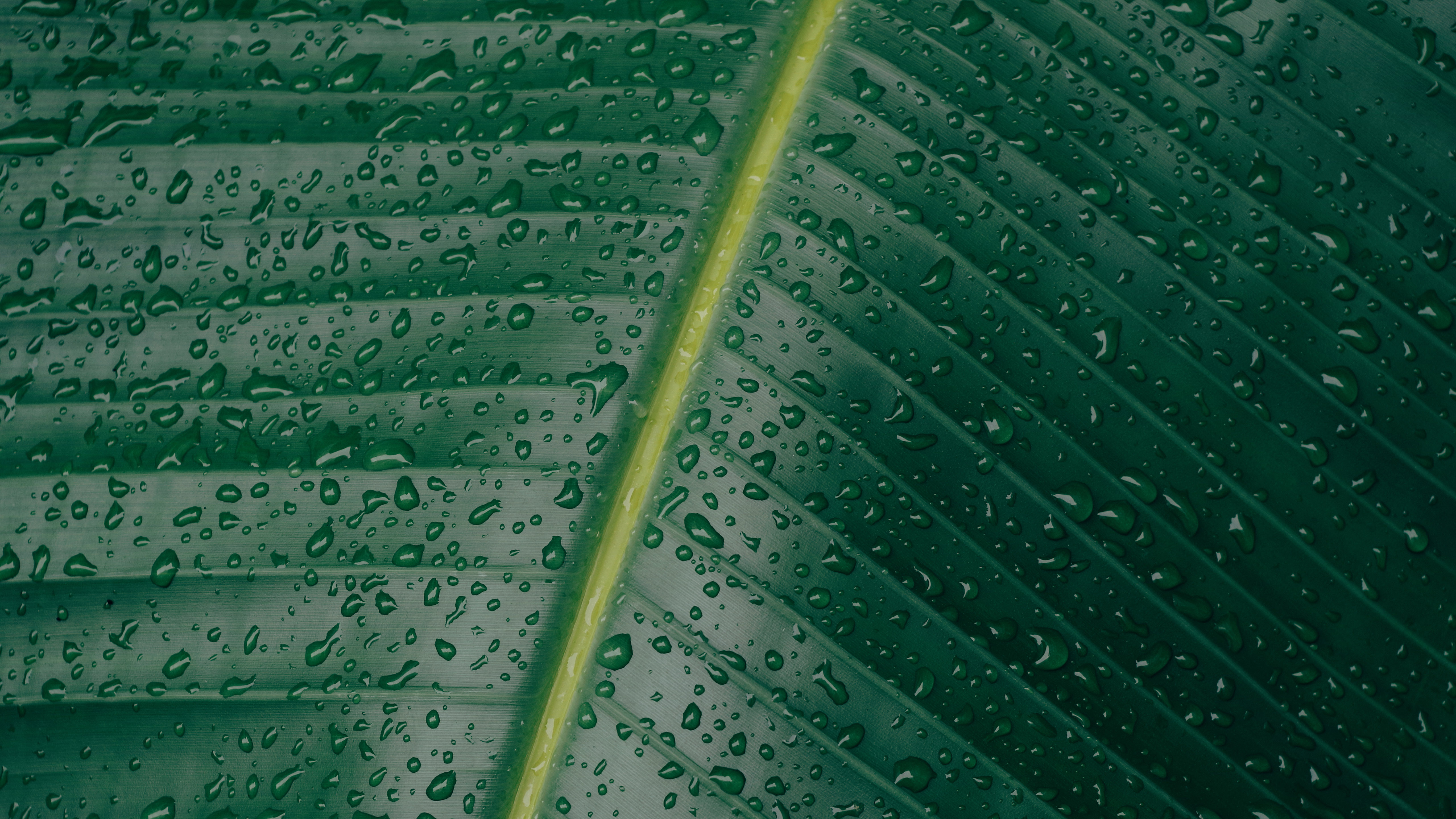 Water Water Drops Green Leaves Plants Stem 5120x2880