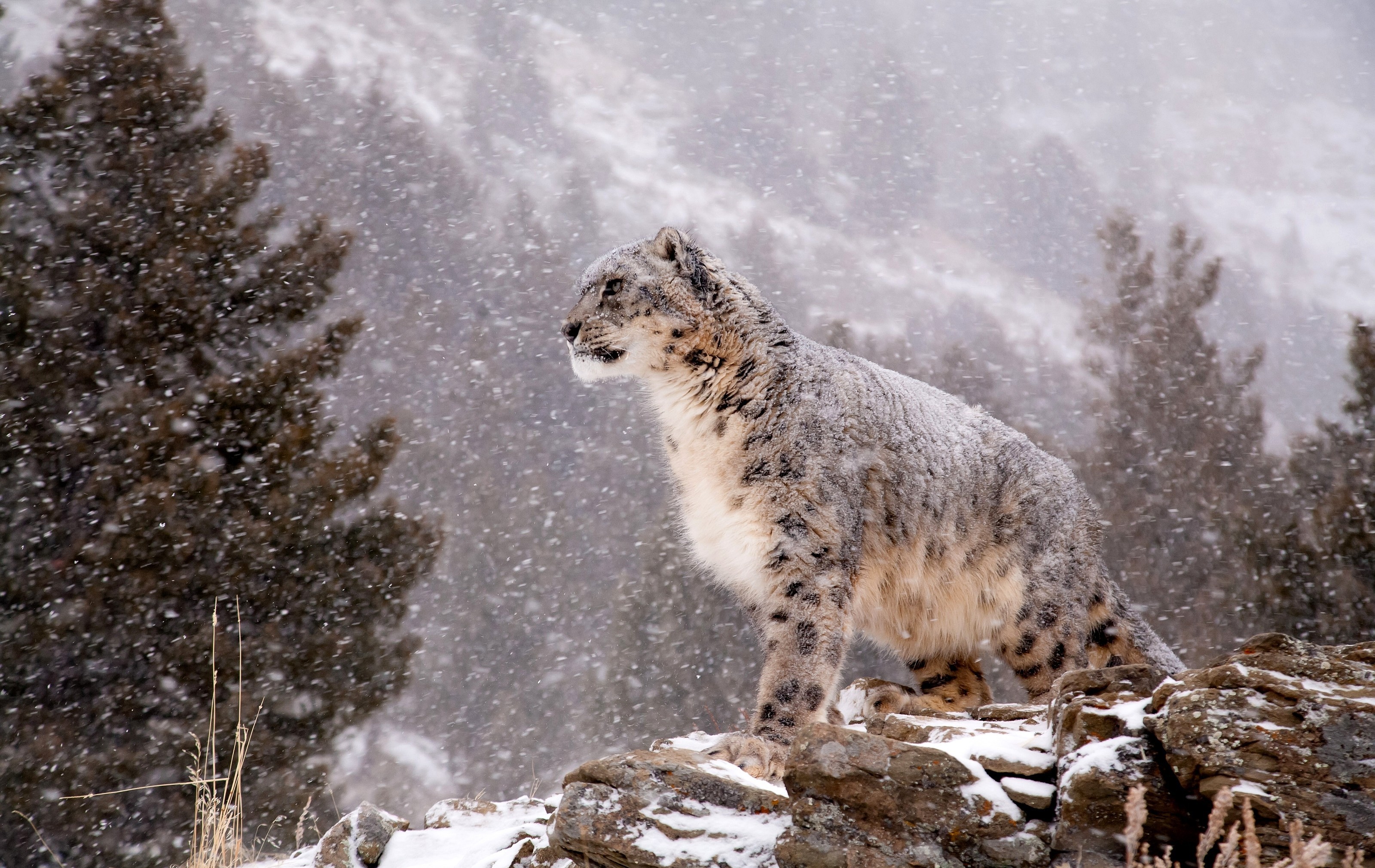 Snow Leopard 3200x2020