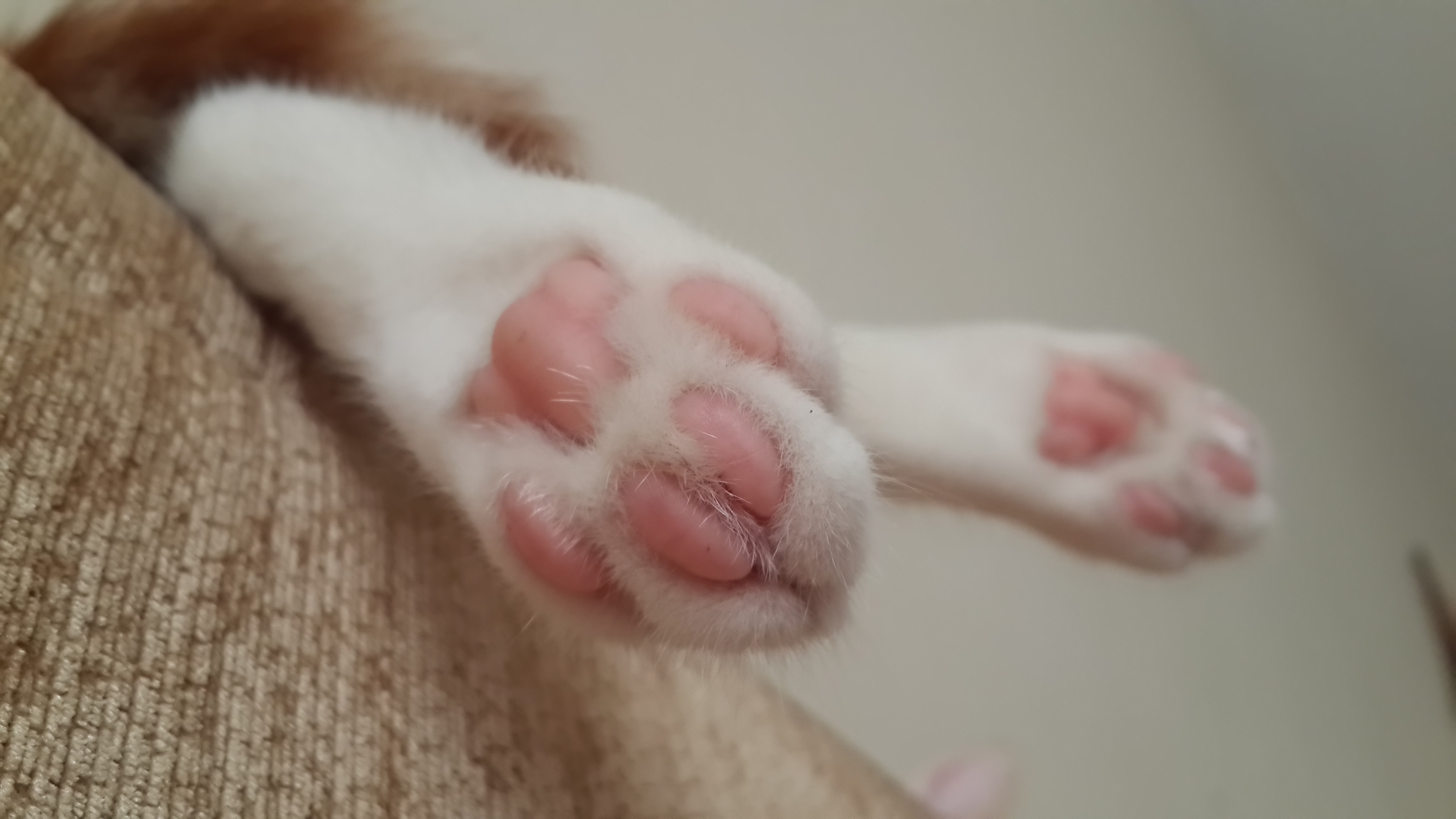 Cats Paws Pink 4128x2322