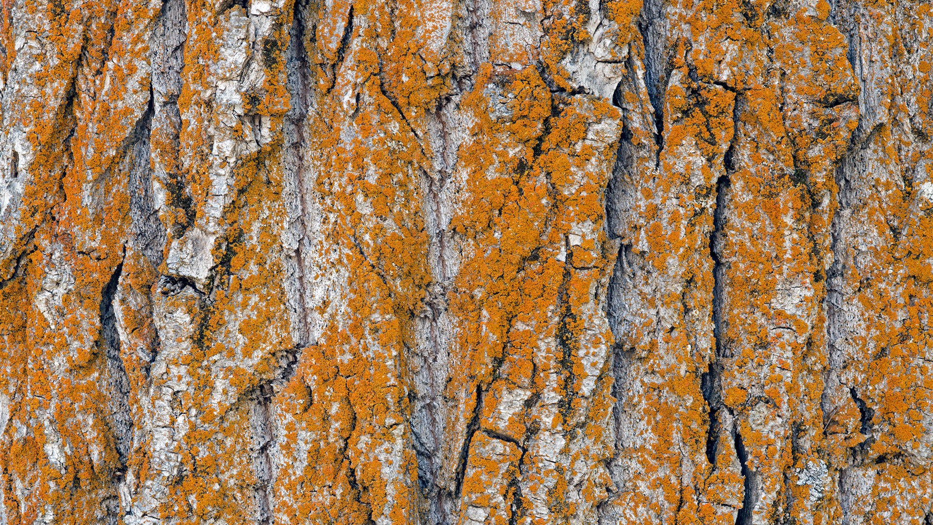 Nature Trees Wooden Surface Wood Pattern Bark Texture 1920x1080