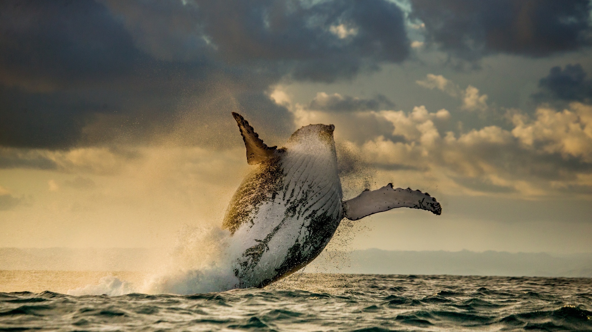 Whale Sea Mammal Wildlife Humpback Whale Jump Breaching 2048x1148