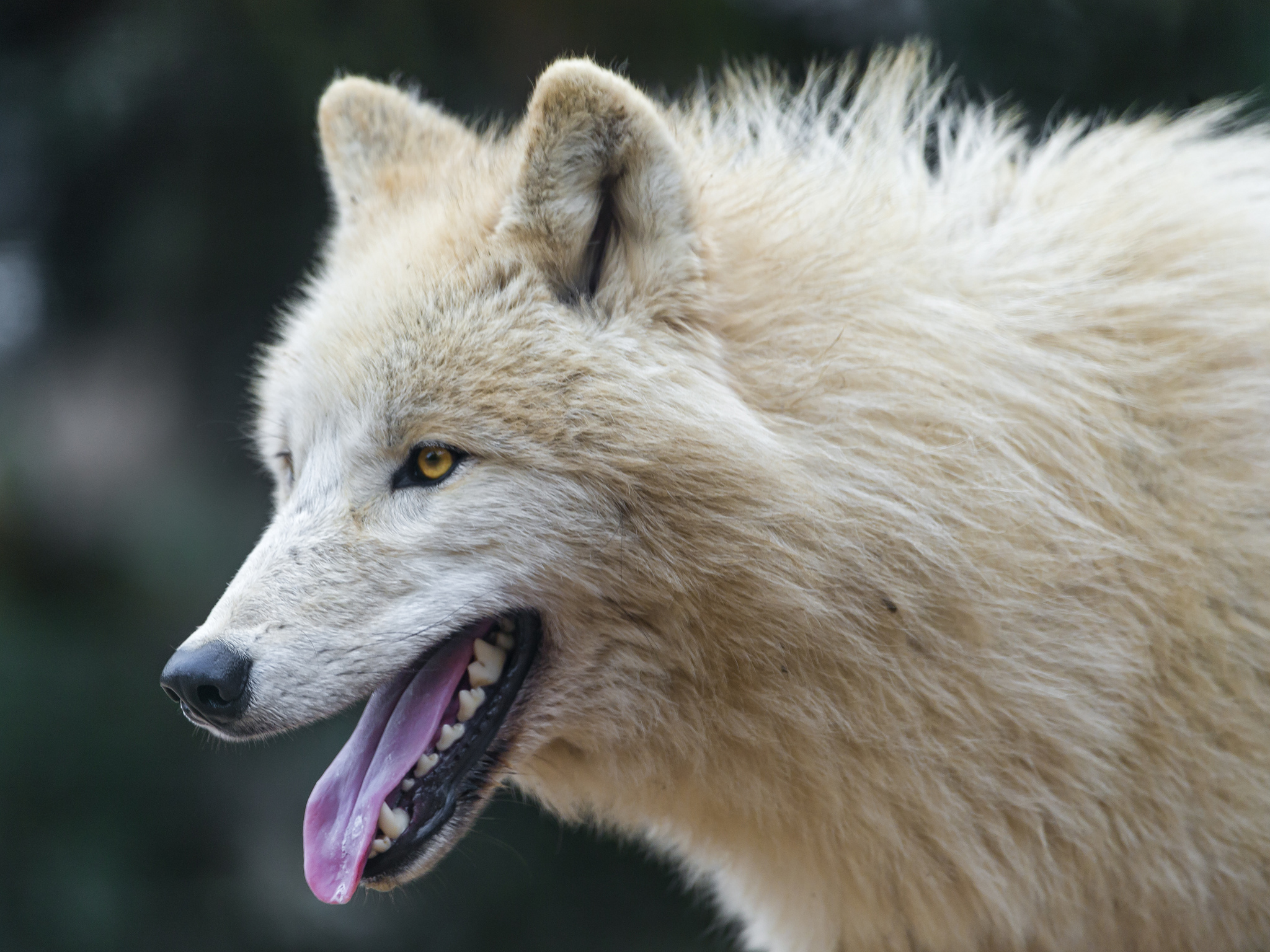 Animal Arctic Wolf 2048x1536