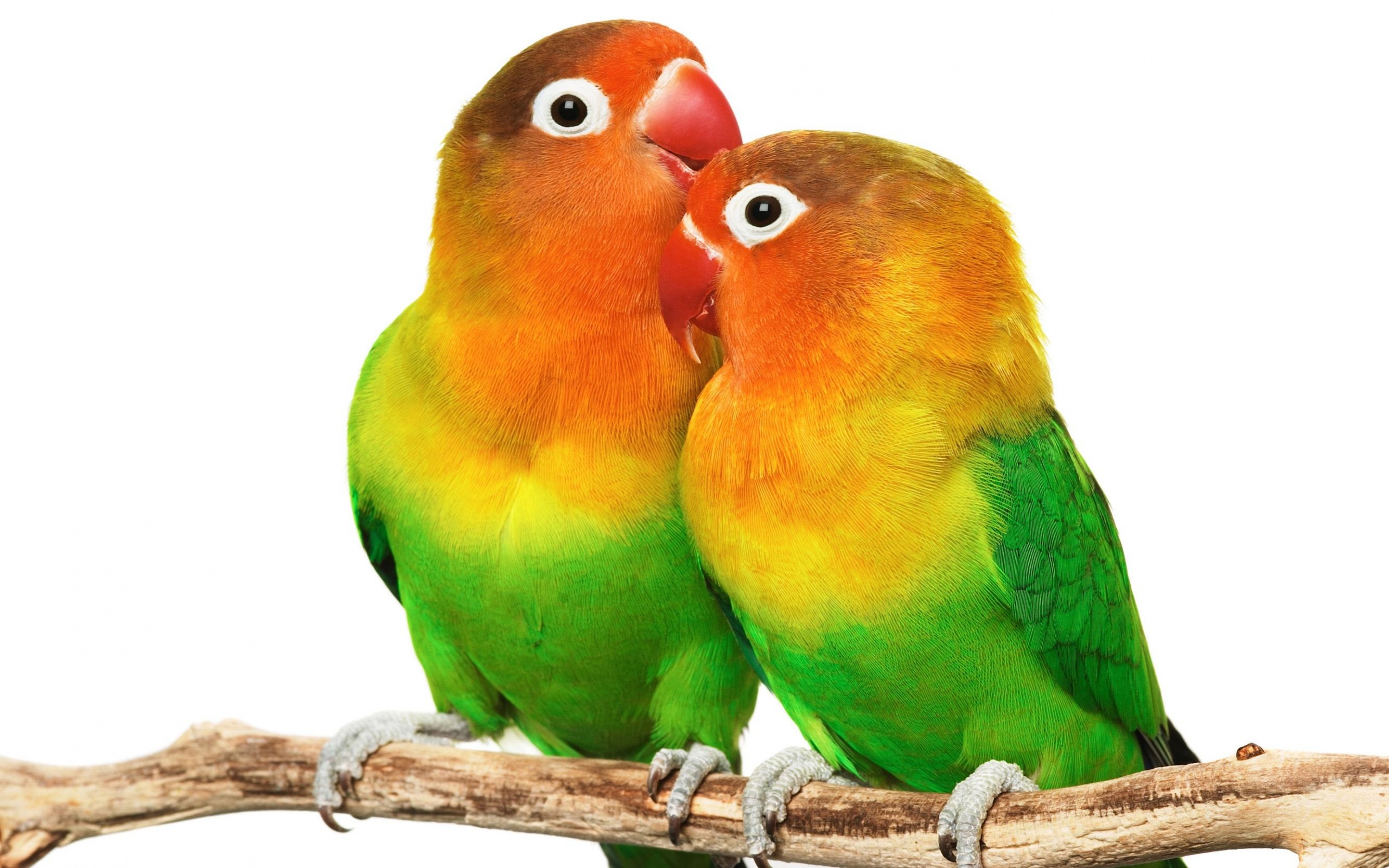 Animal Lovebird 2560x1600