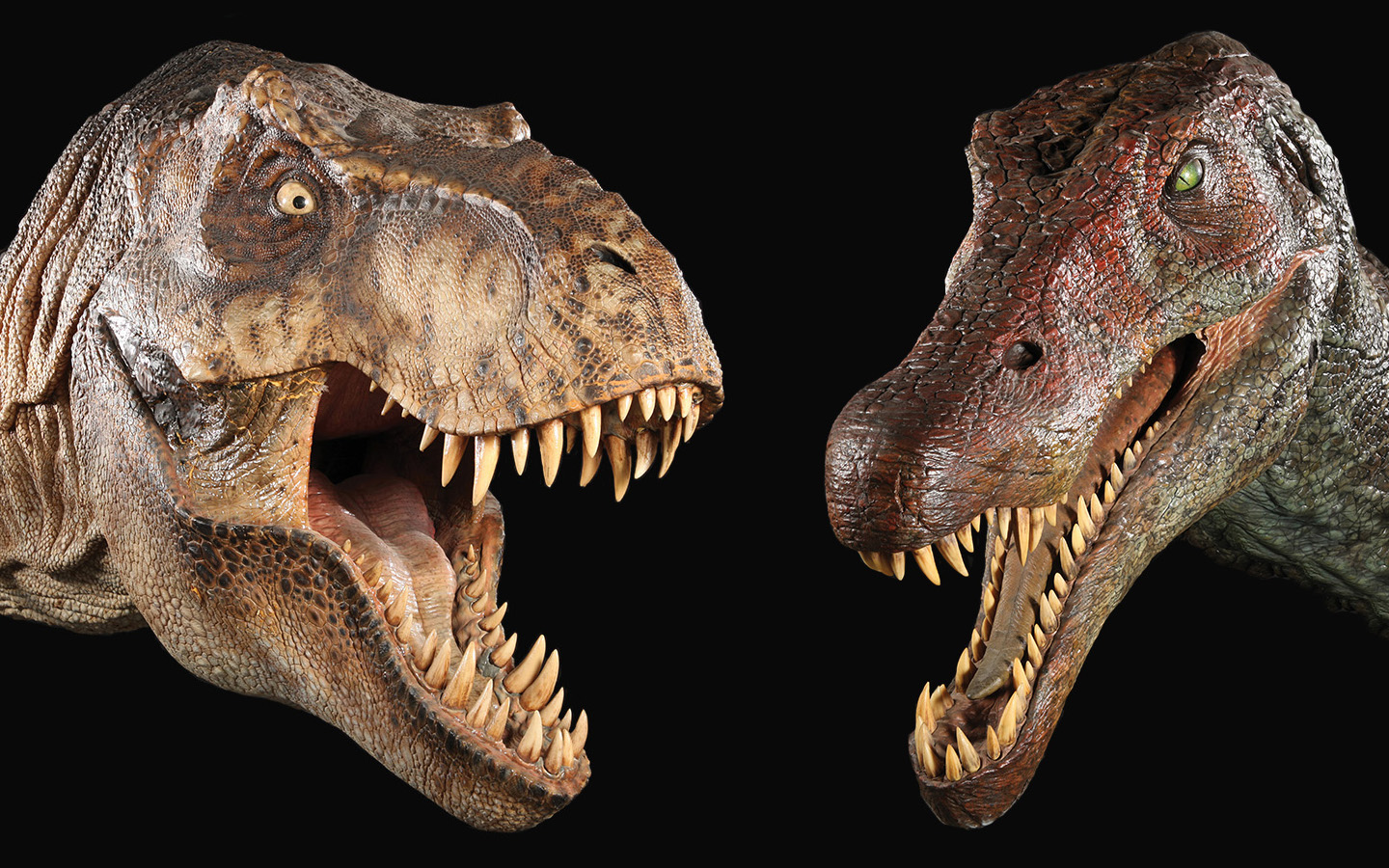 Dinosaur Animal Old Extinct Tyrannosaurus Rex 1440x900