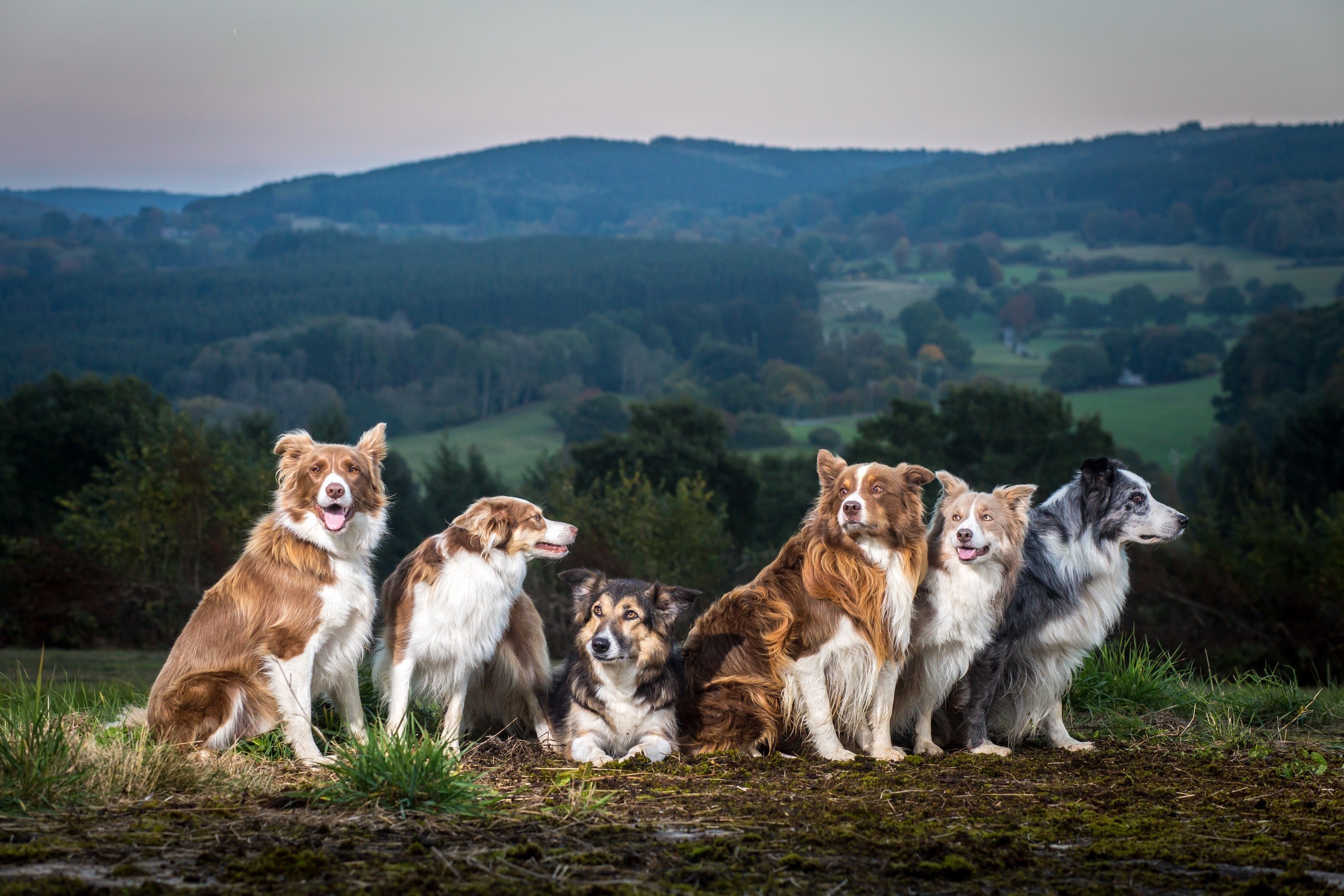 Animals Dog Collie 2560x1707