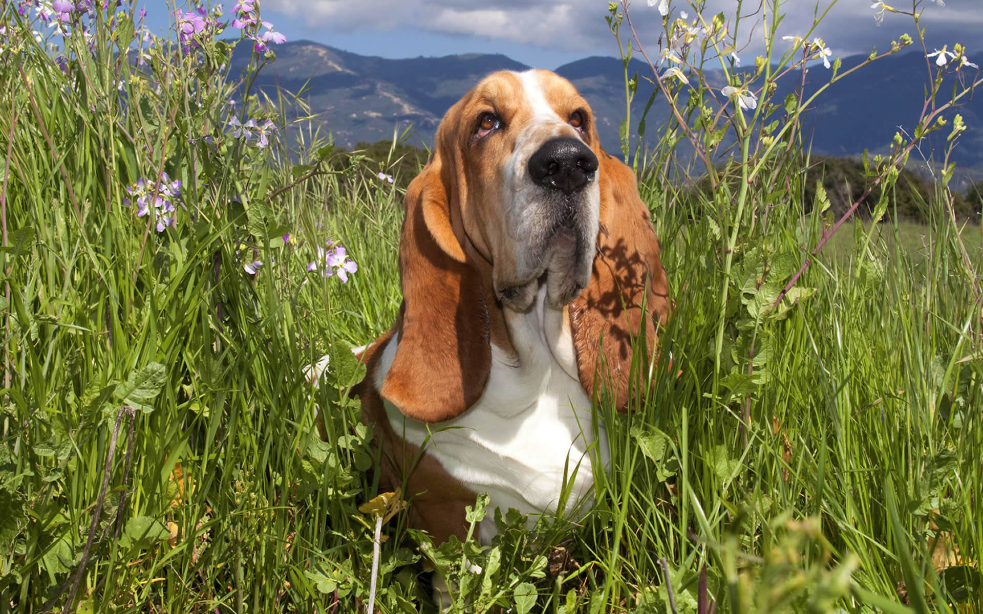 Dog Hound Basset Basset Hound 1920x1200