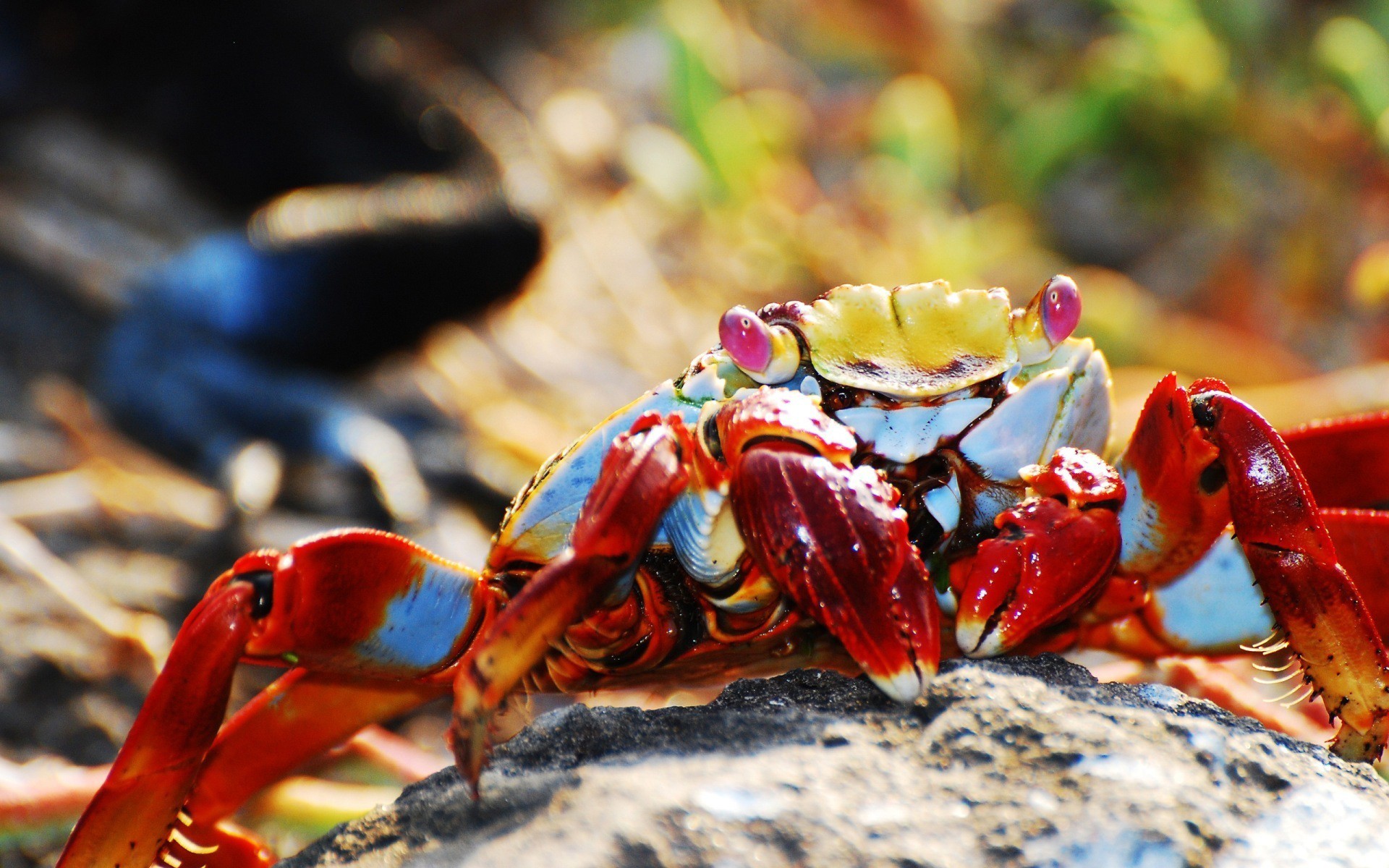 Crabs Animals Nature Grapsus Crustaceans Colorful Macro Red 1920x1200