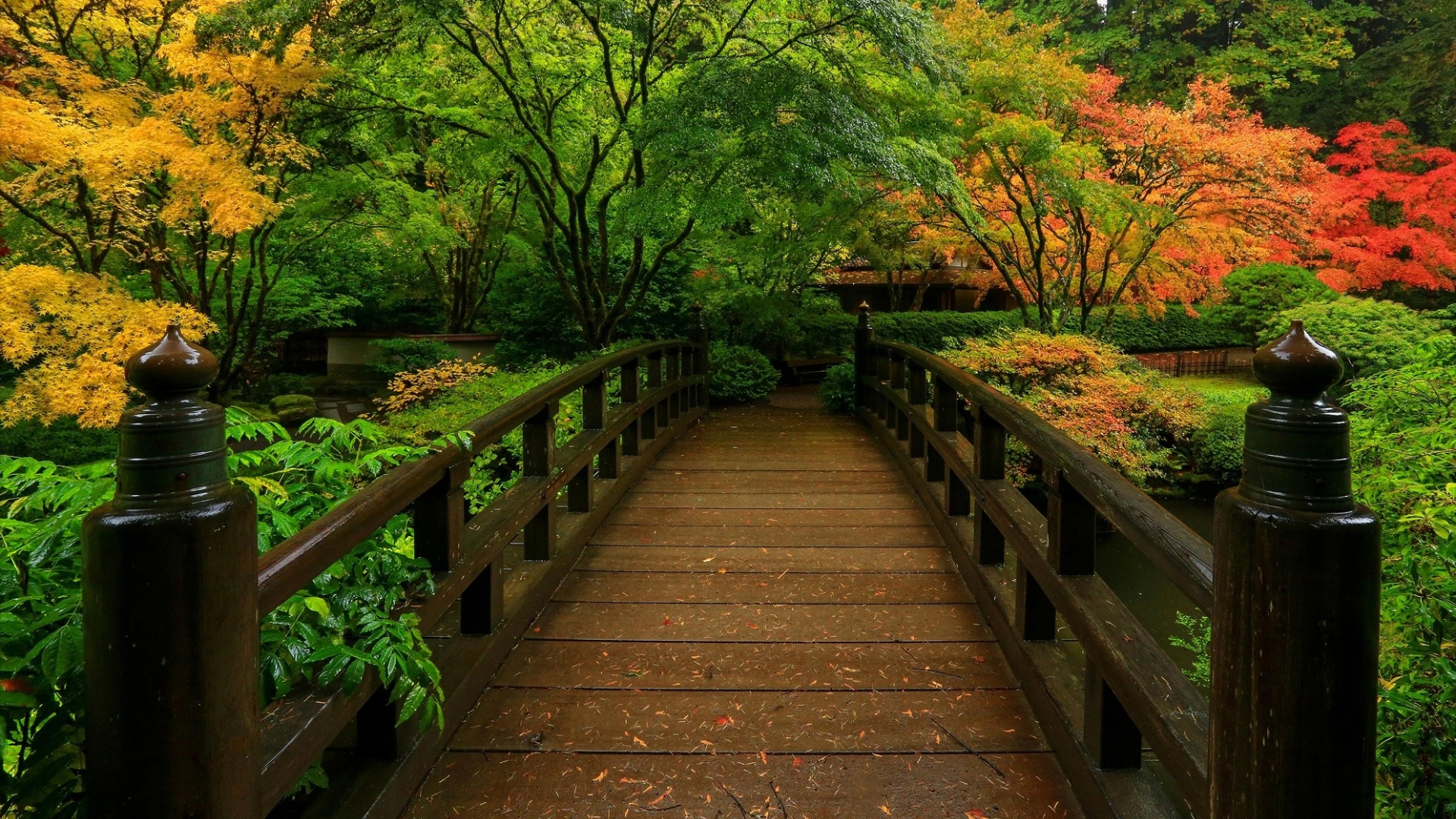 Bridge Japanese Garden Fall Foliage 1920x1080