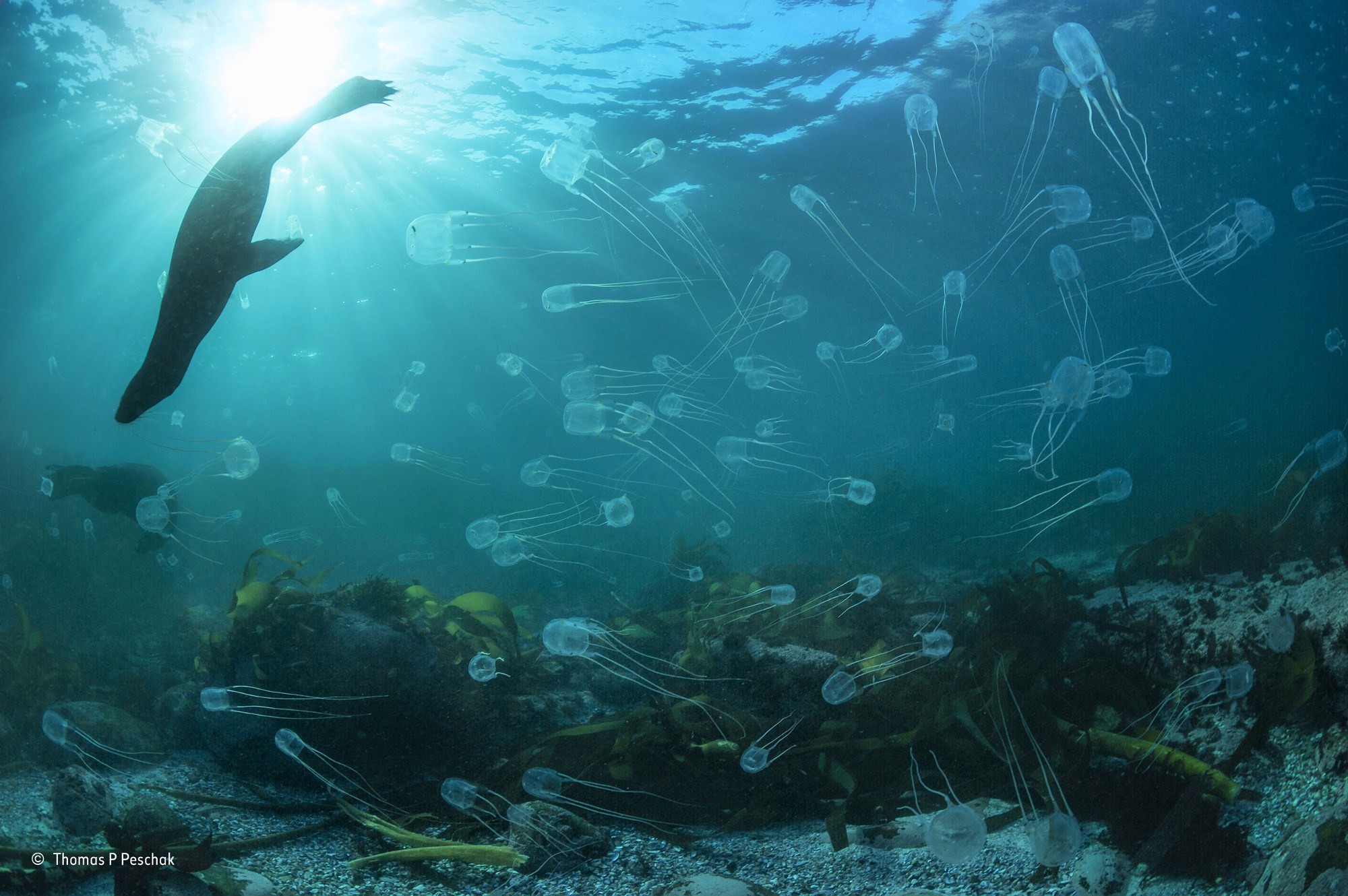 Nature Water Underwater Sea Animals Winner Photography Contests Sun Sunlight Jellyfish Seals Swimmin 2000x1330