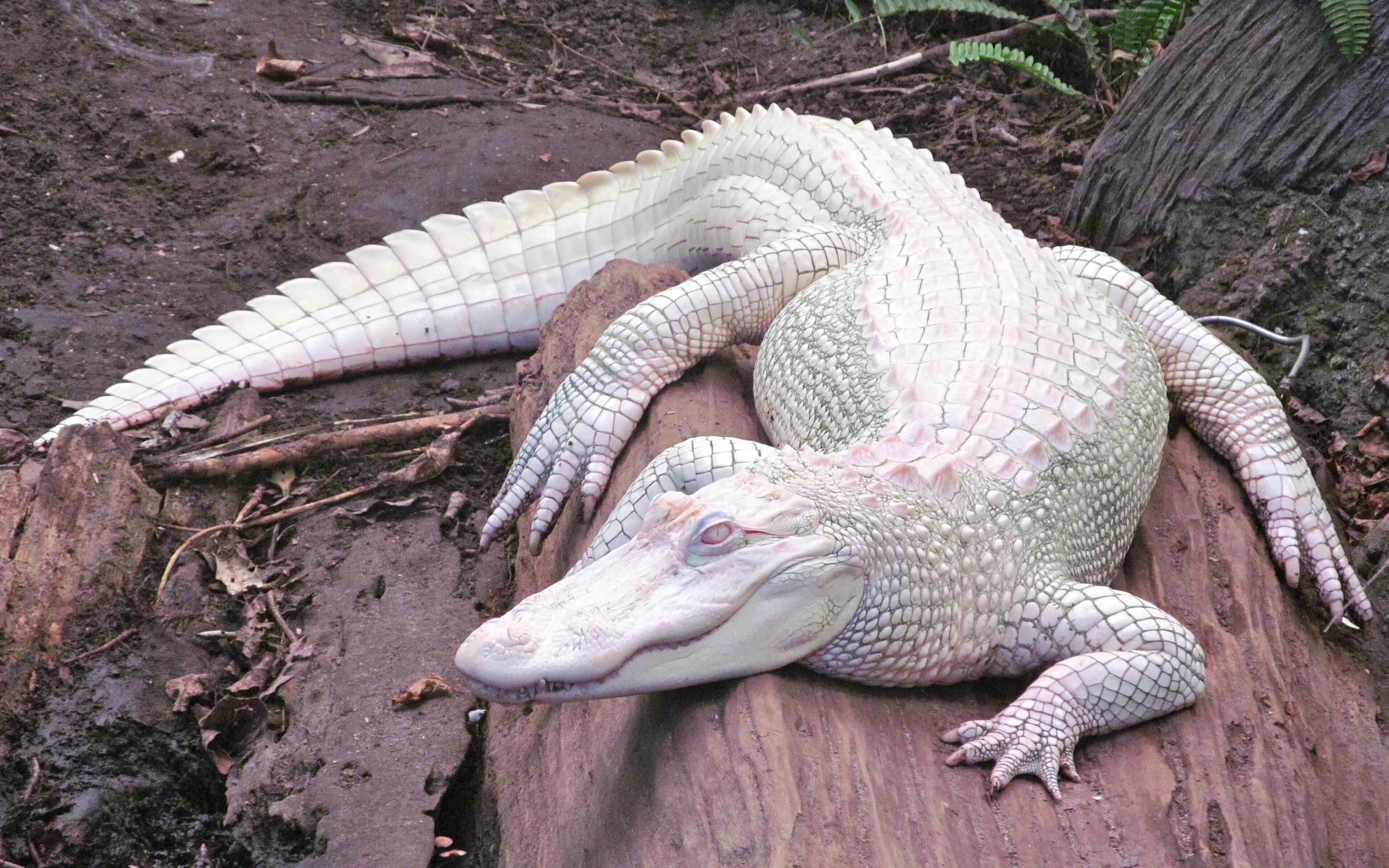 Alligators Albino Nature Animals 2560x1600
