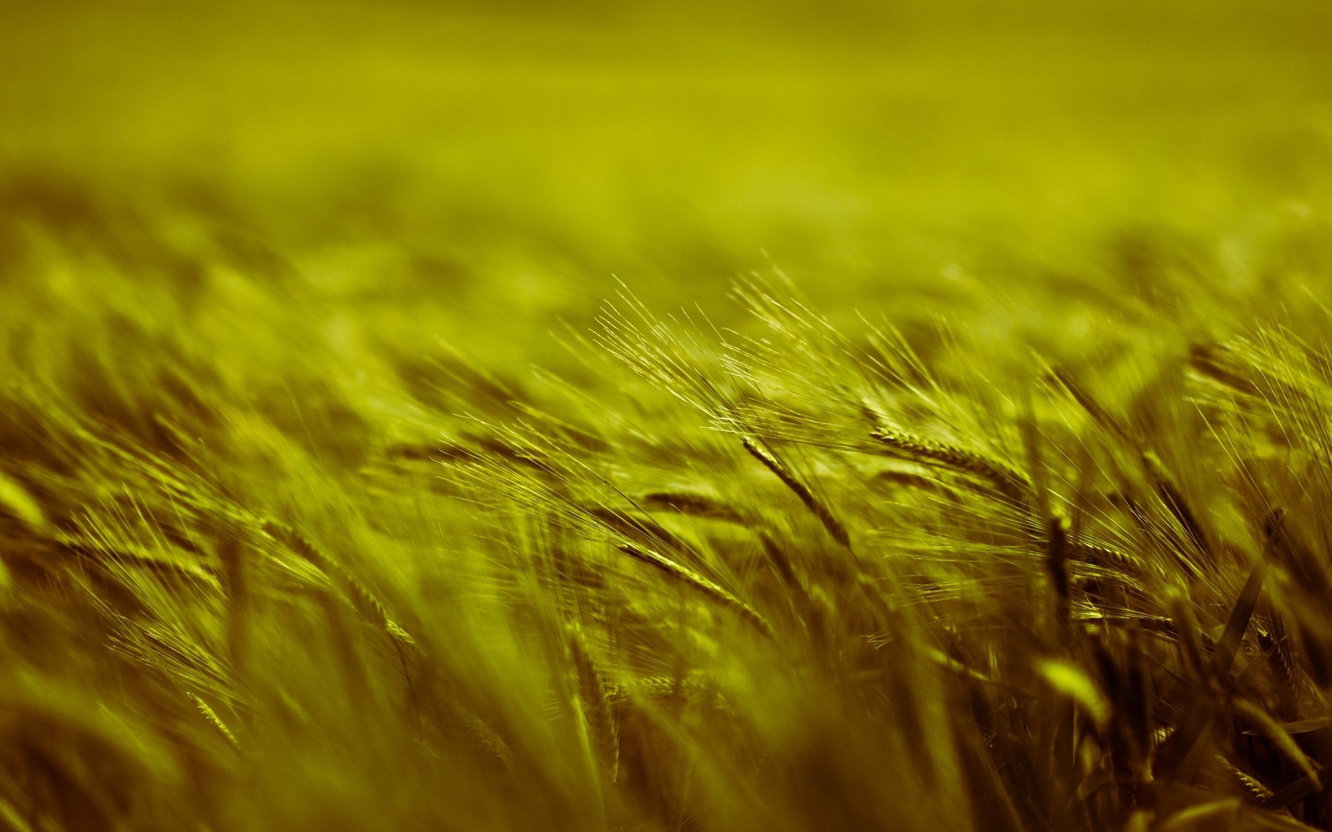 Crops Spikelets Monochrome 1920x1200