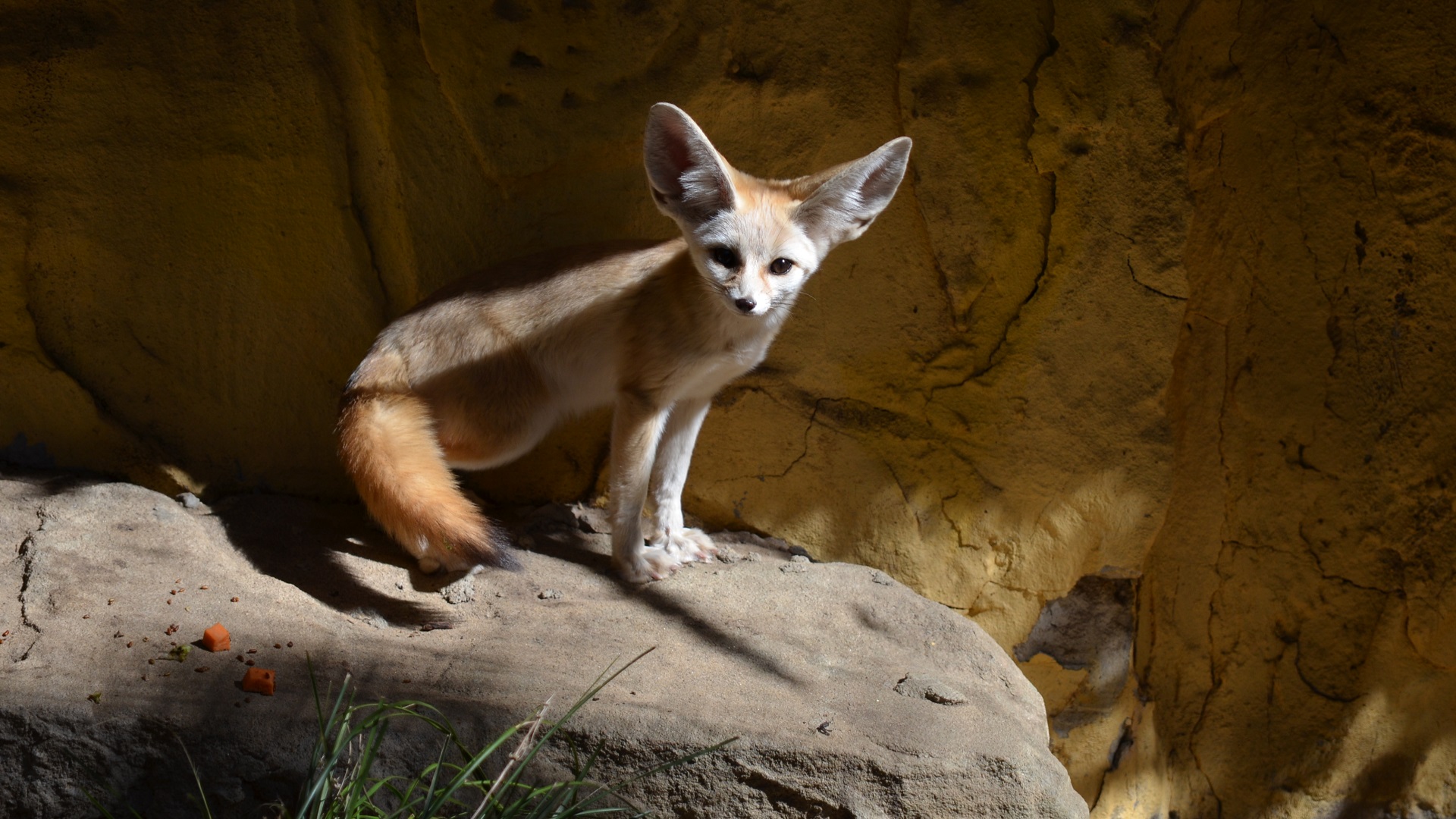 Fox Zoo Fennec Fox 1920x1080