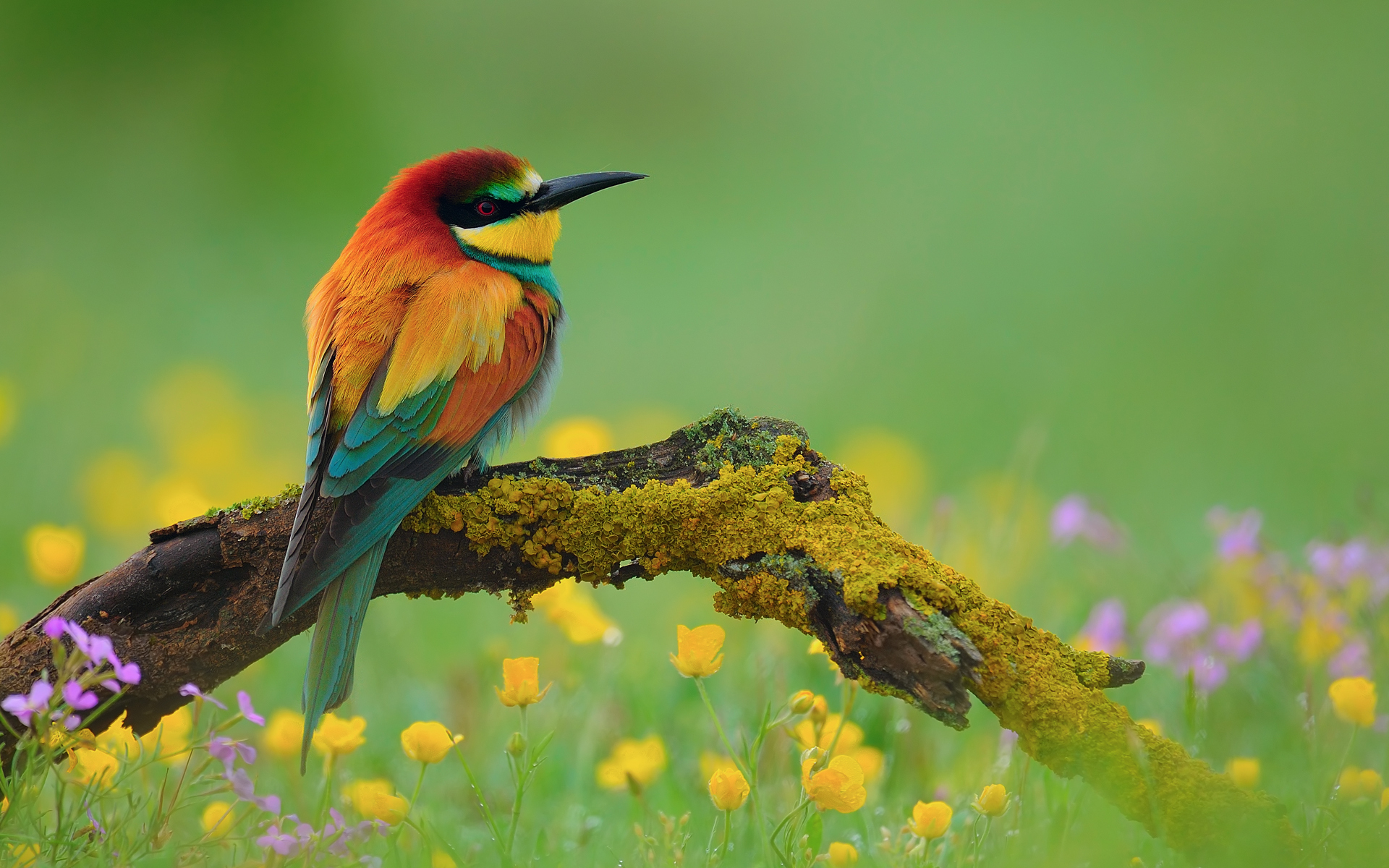 Flower European Bee Eater Spring Animal Bird Nature Bee Eater Colorful Branch 1920x1200