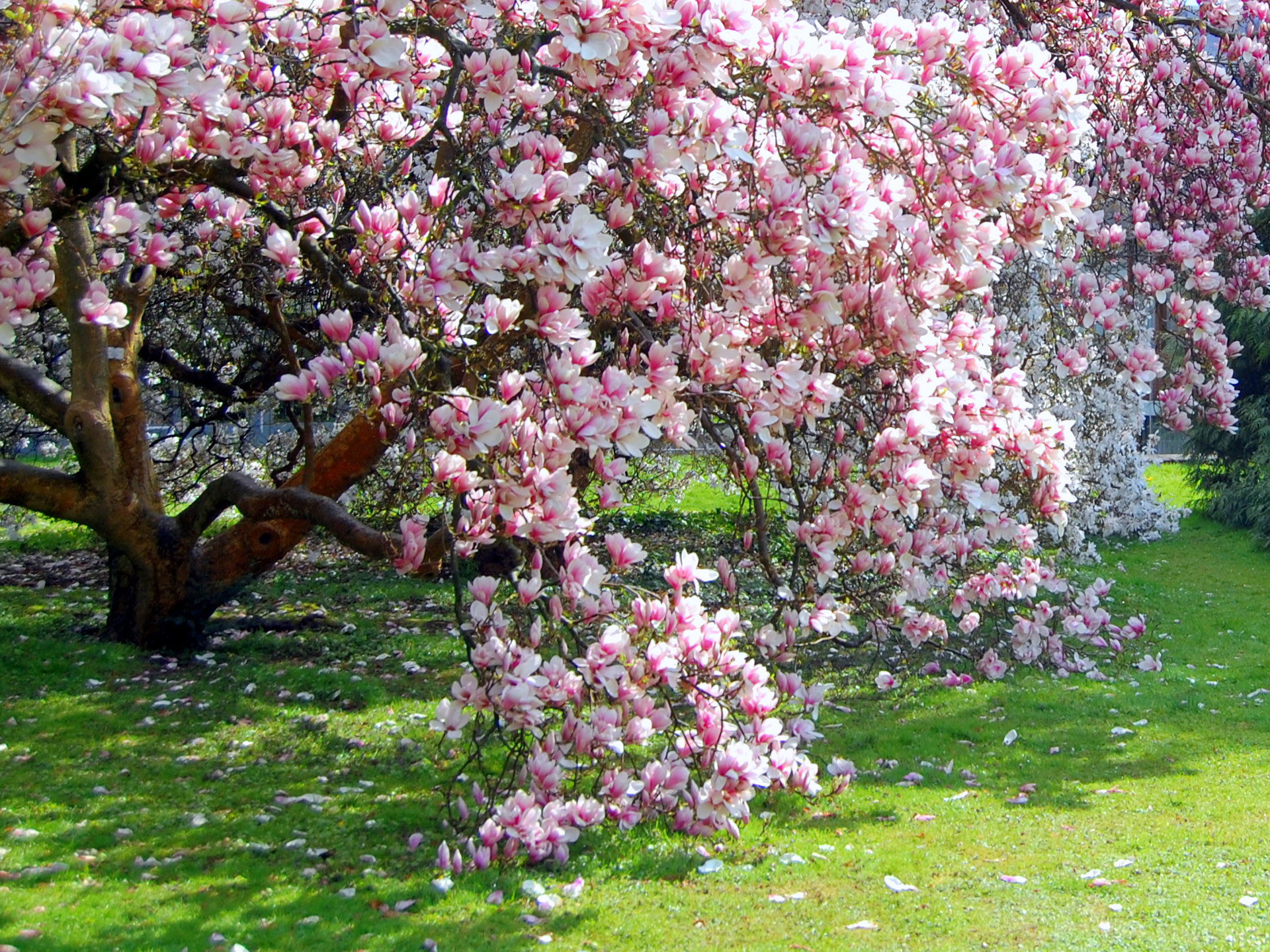 Earth Tree Blossom Magnolia 1920x1440