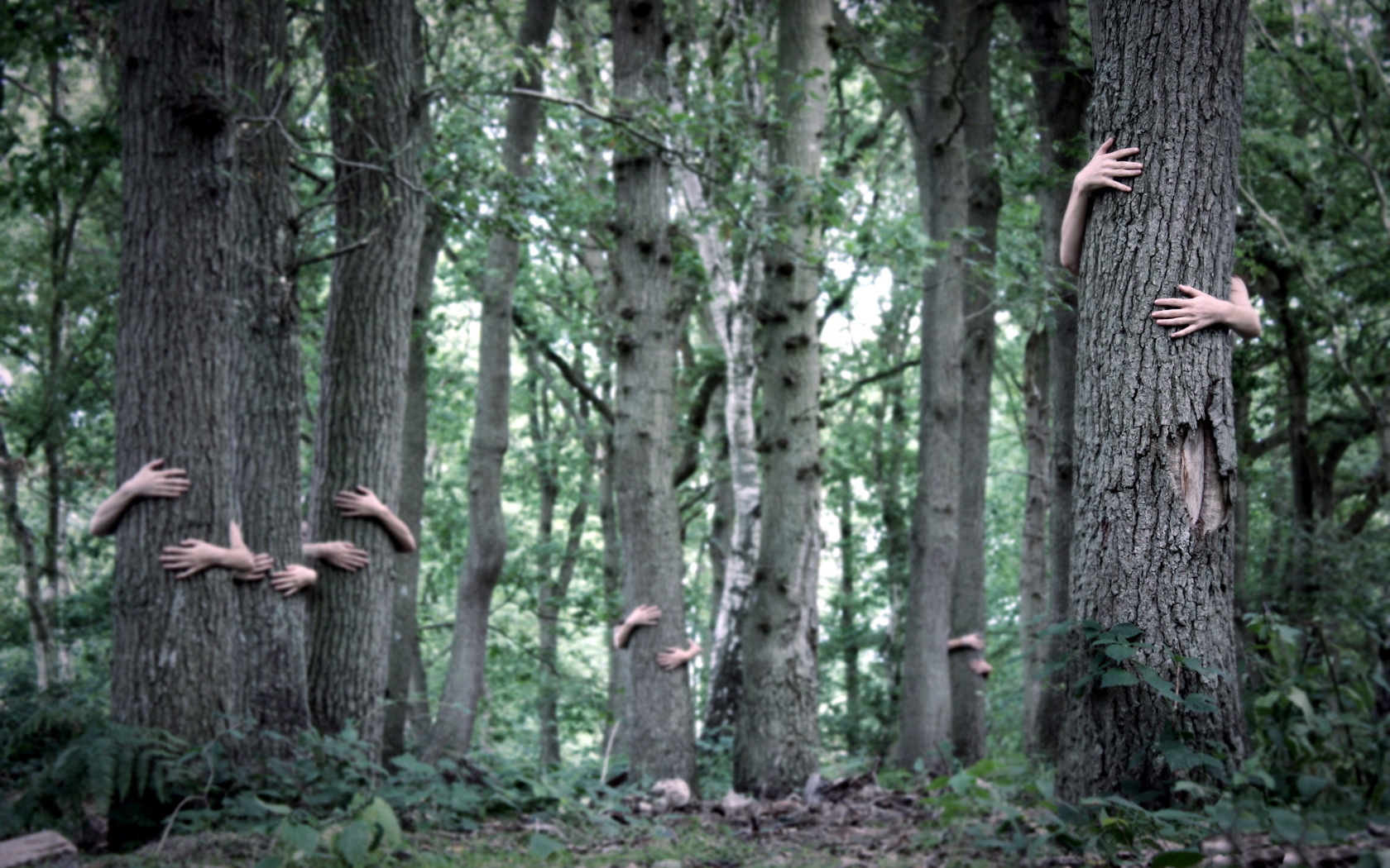 Forest Situation Funny People Hand 1680x1050