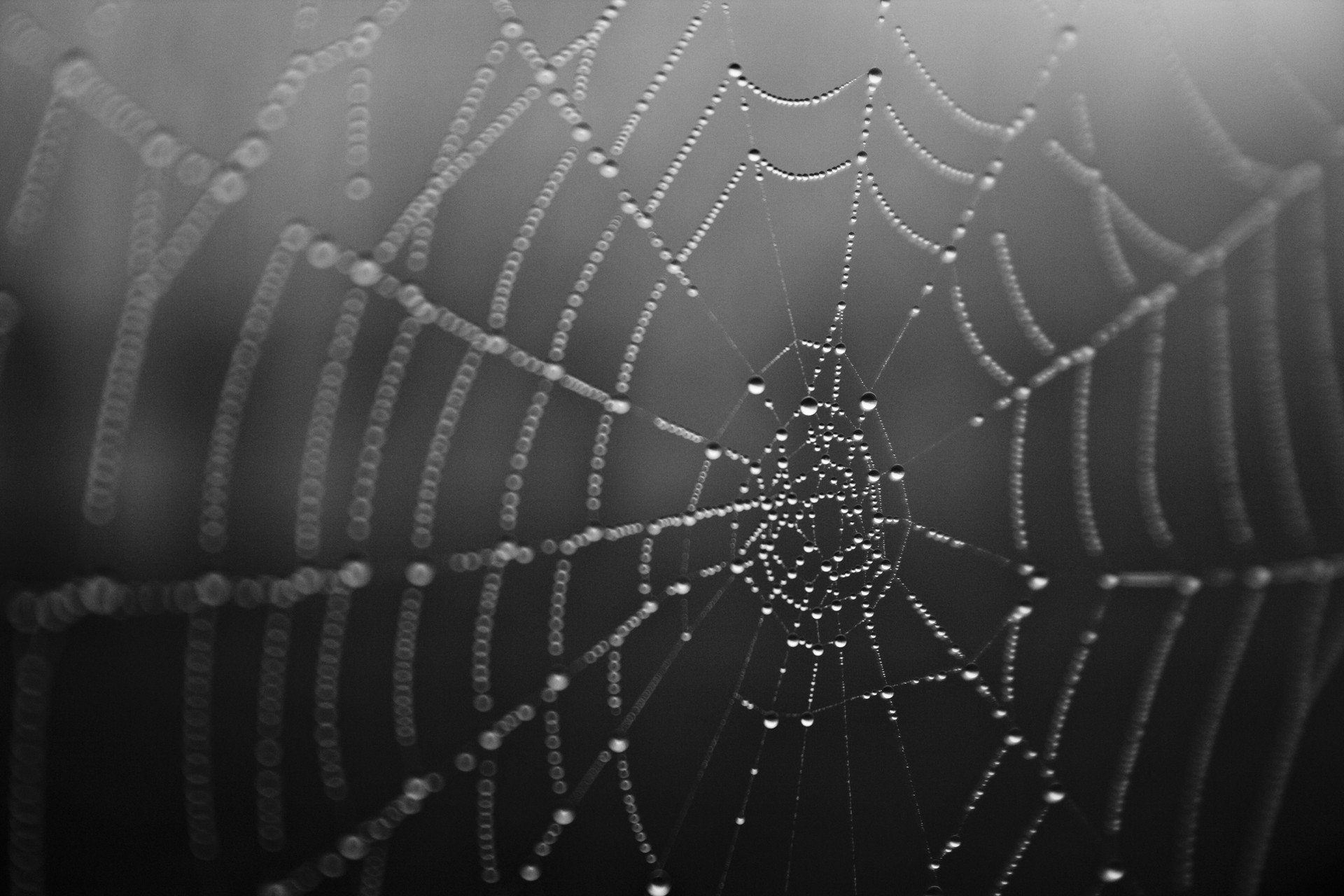Nature Spider Webs Water Drops Closeup 1920x1280