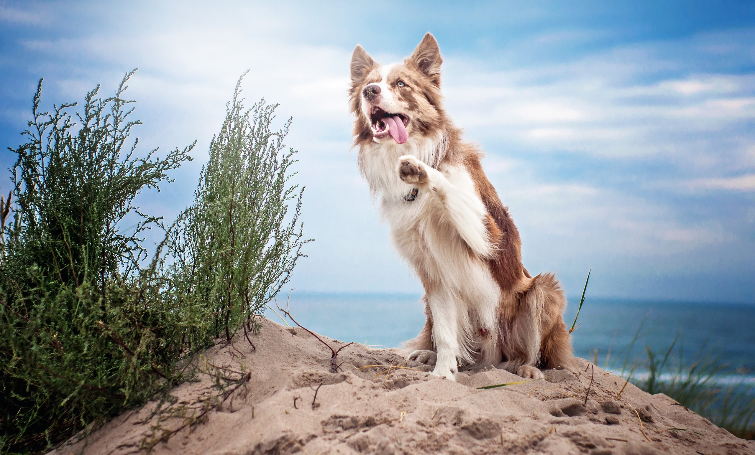 Animals Dog Collie 2560x1544