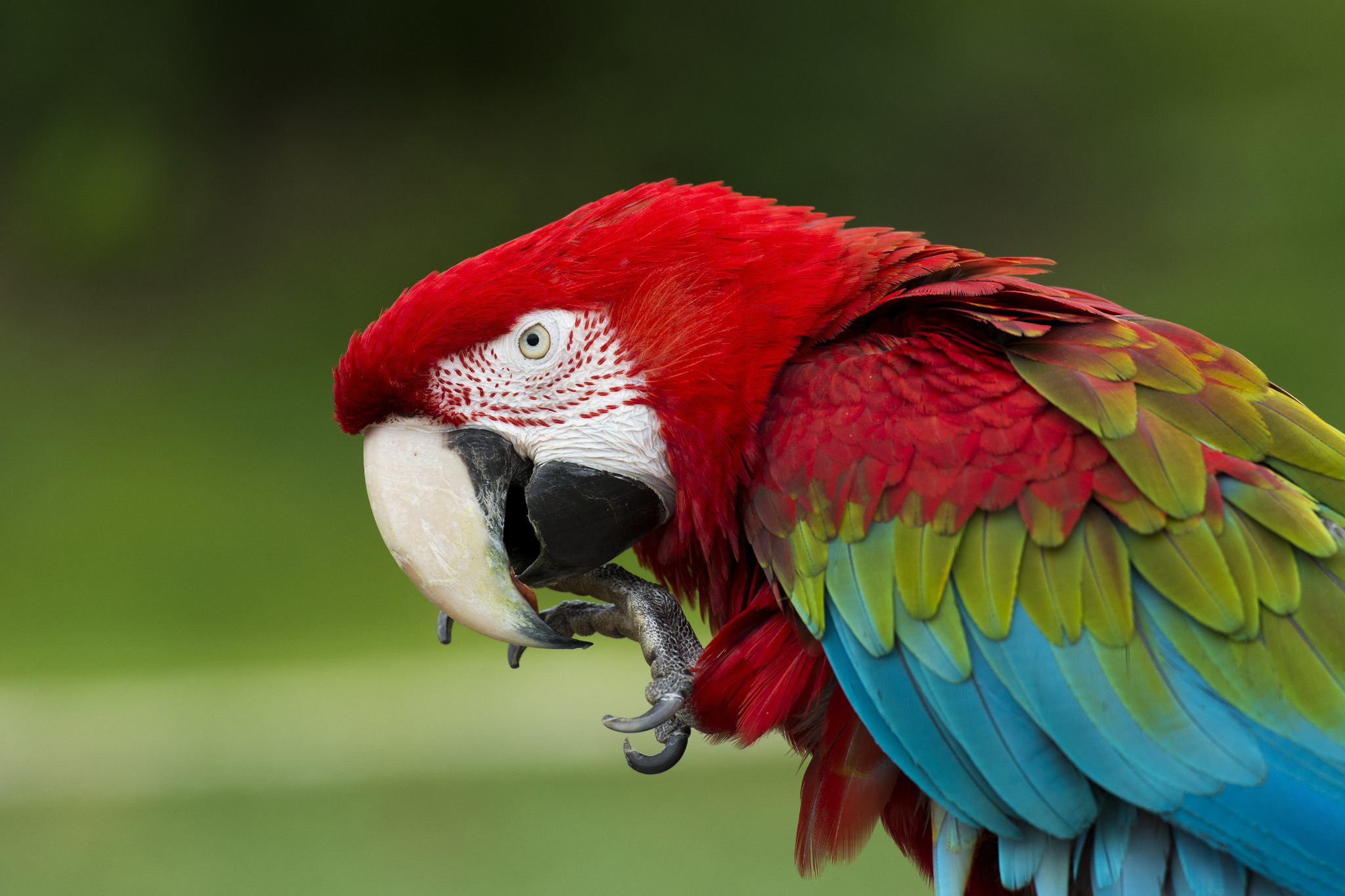 Red And Green Macaw Macaw 2048x1365