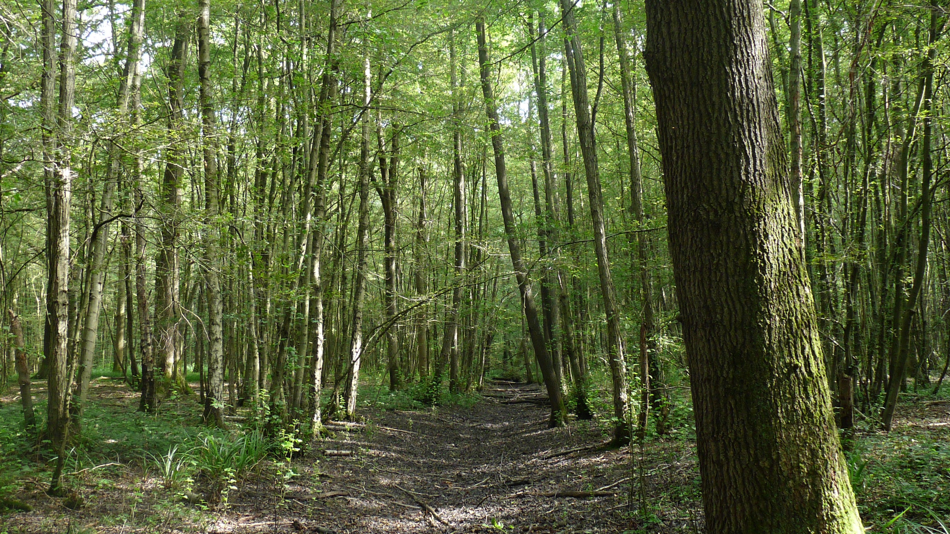 Forest Birch Path Oak Trees 3072x1728