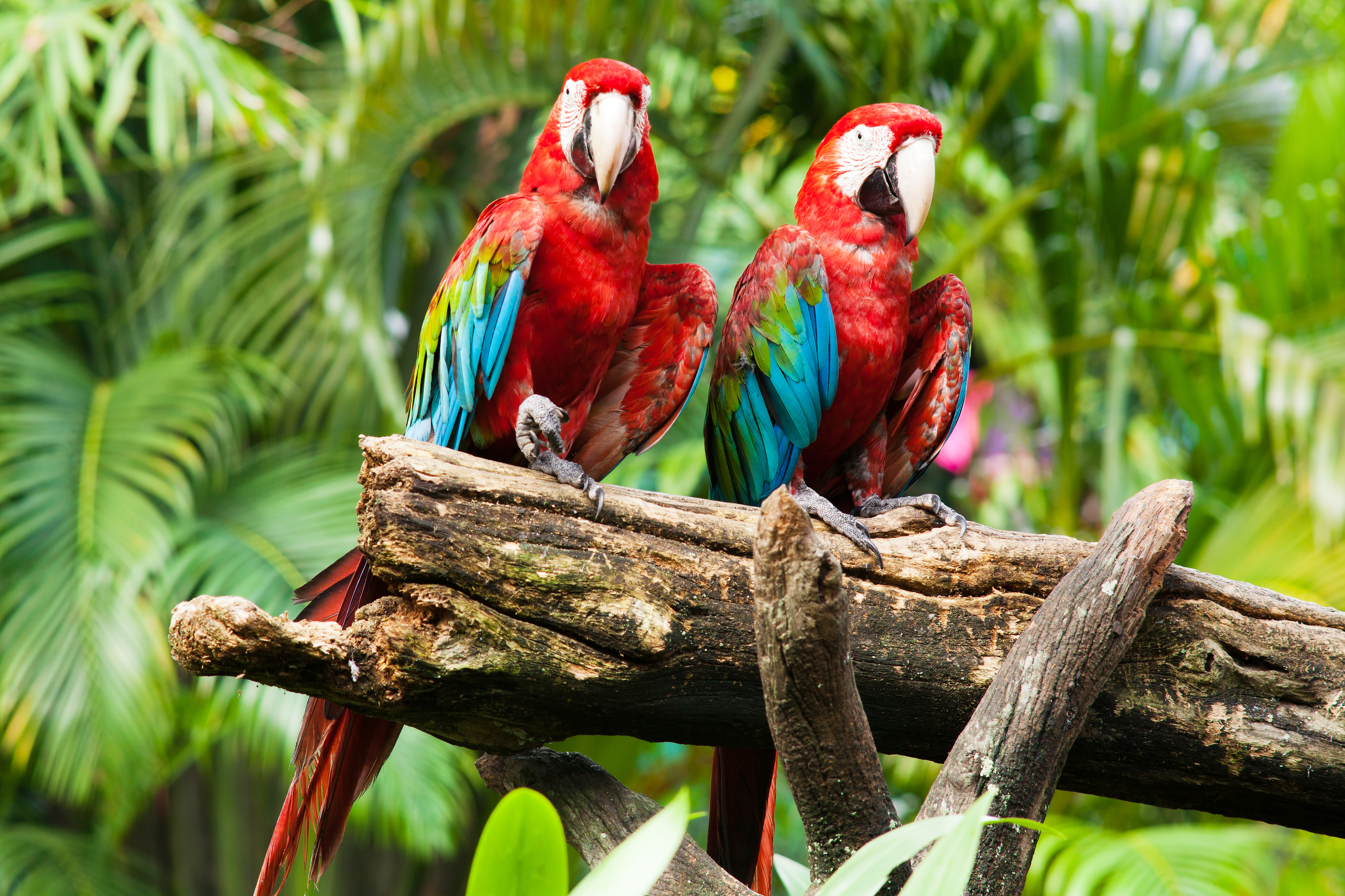 Animal Red And Green Macaw 5150x3433