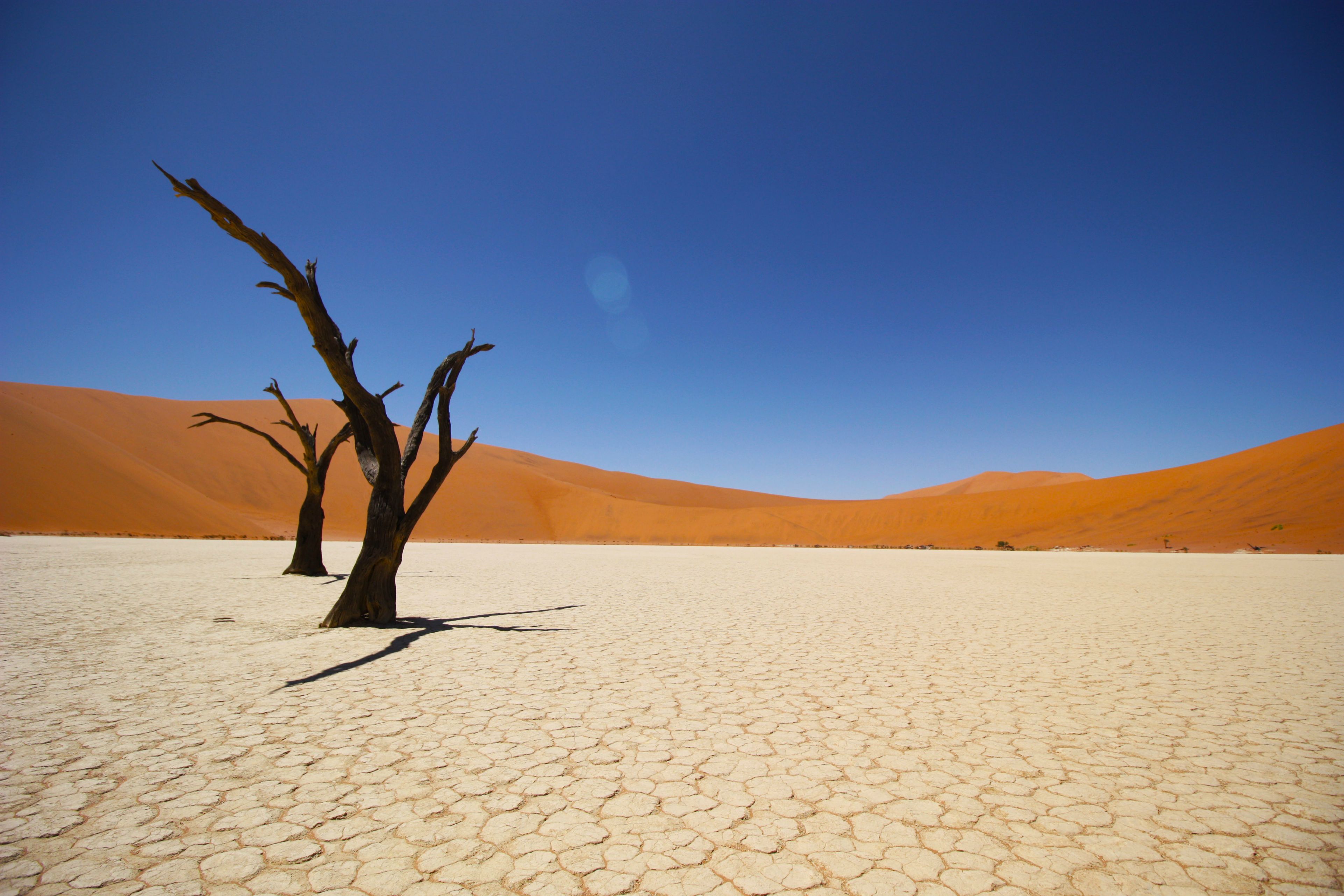 Desert Naked Tree Barren Sand 3844x2563