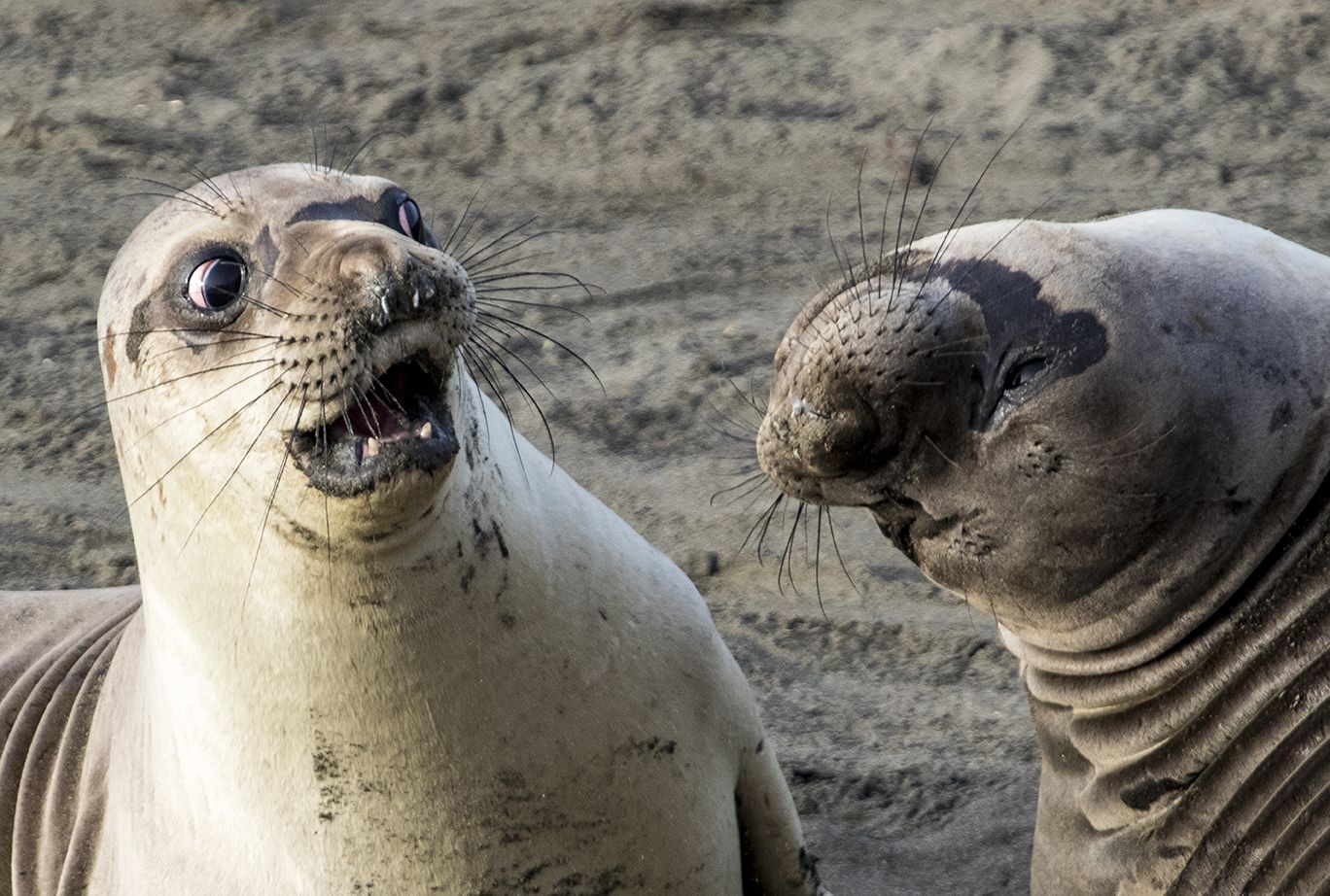 Nature Animals Seals Humor Muzzles George Cathart 1368x922