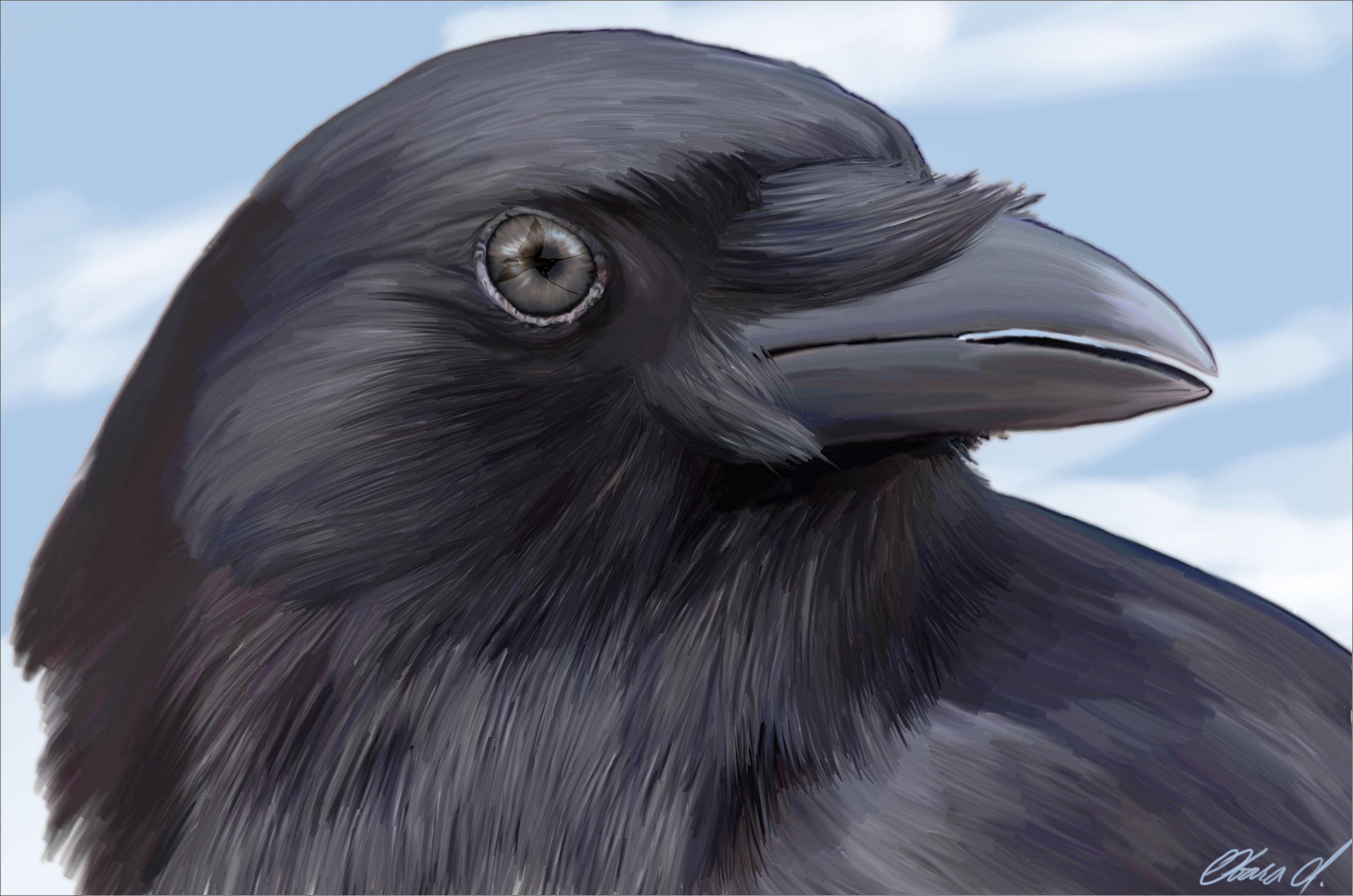 Ворона 3 буквы. Голова ворона. Глаза ворона. Ворон с голубыми глазами. Морда ворона.