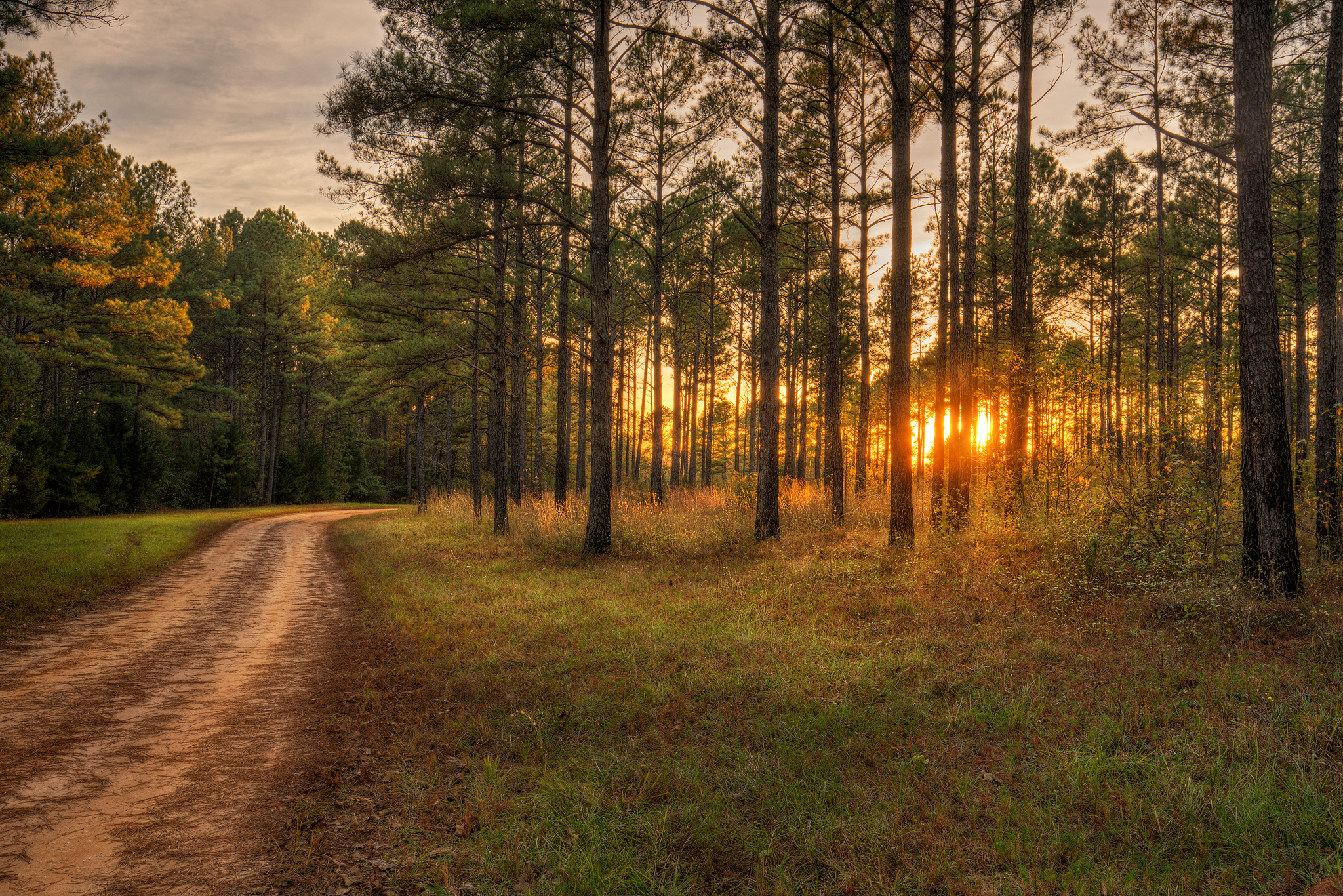 Sunlight Trees Dirtroad 2048x1366