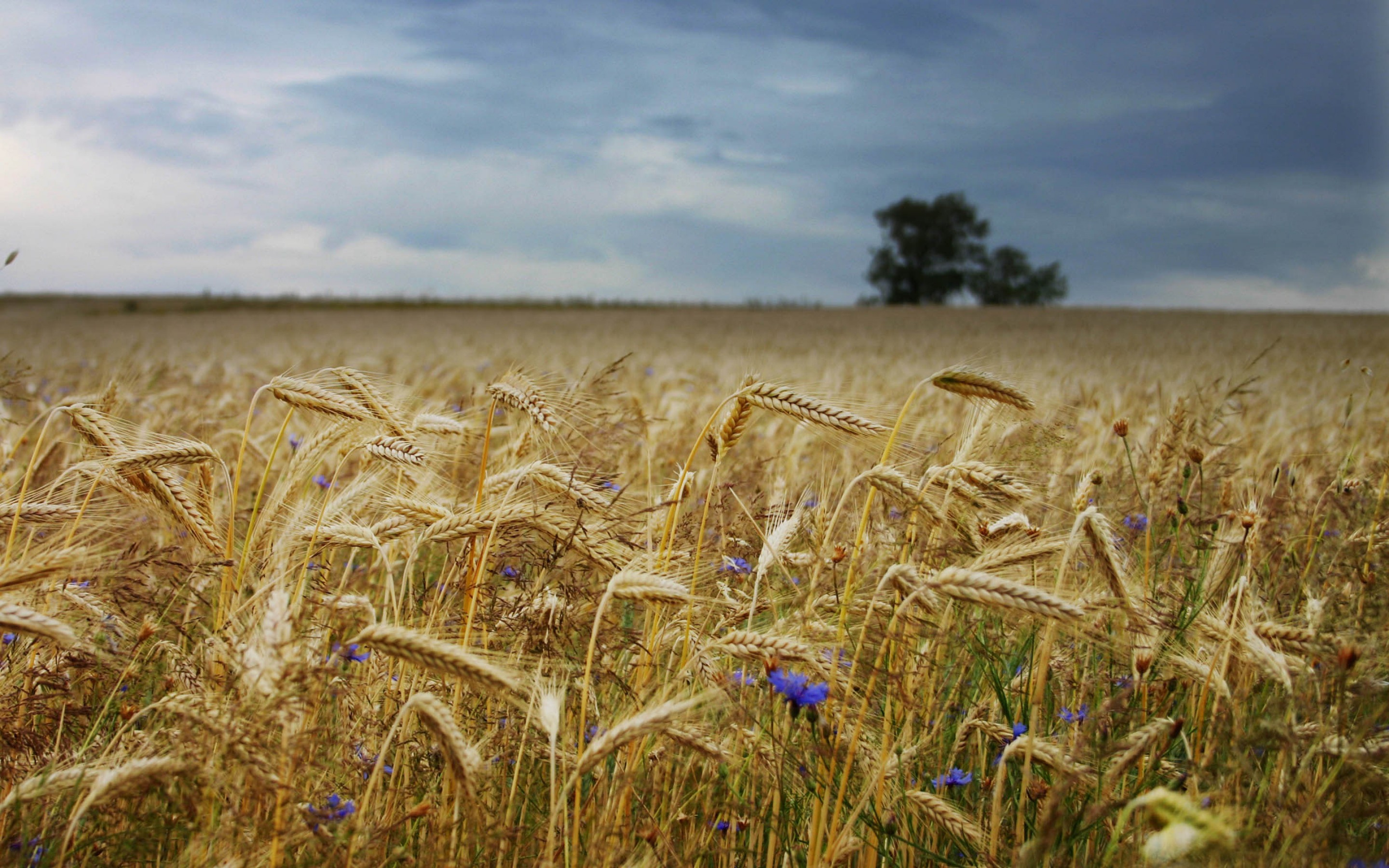 Earth Cornfield 2880x1800