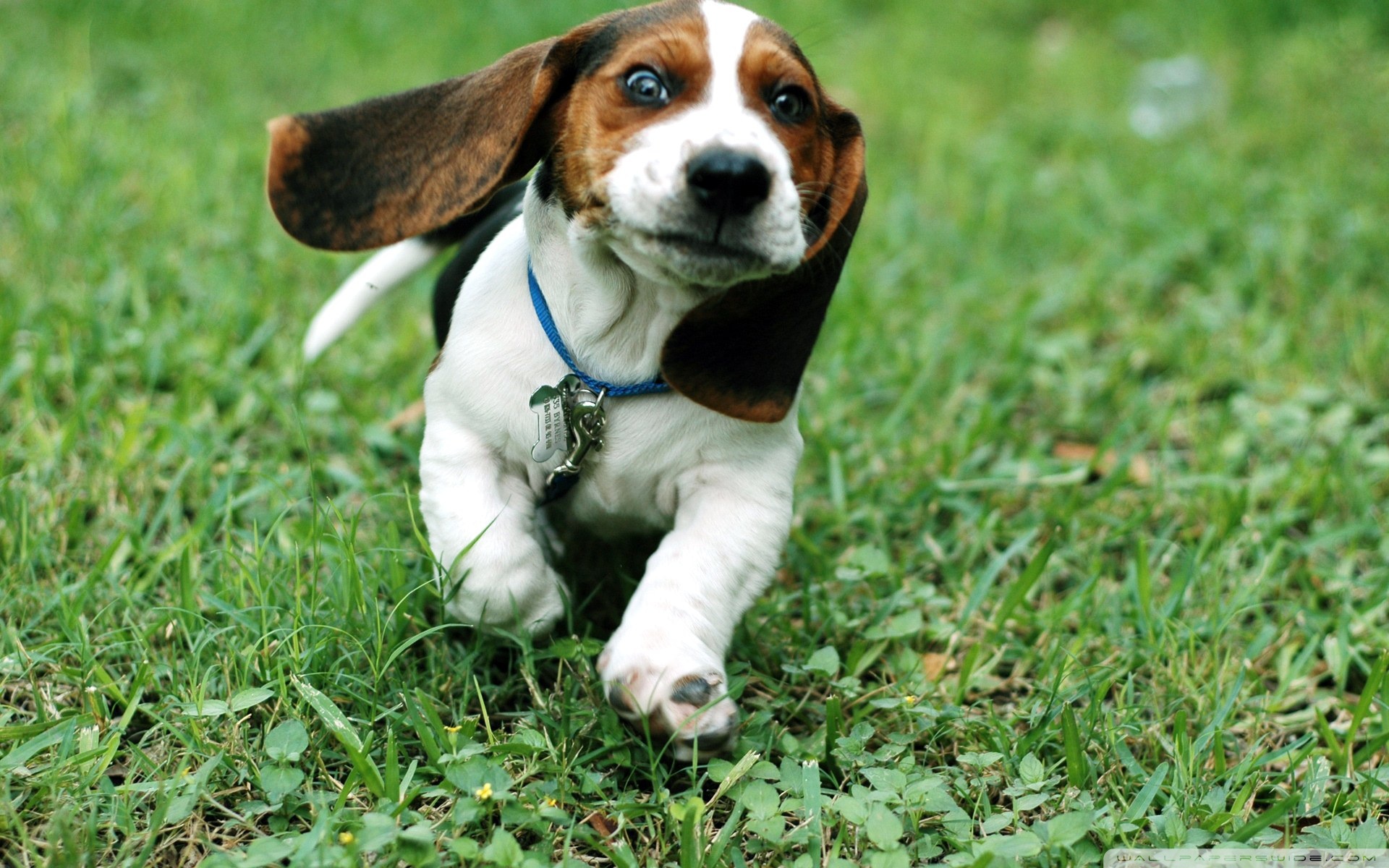 Puppy Dog Running 1920x1200