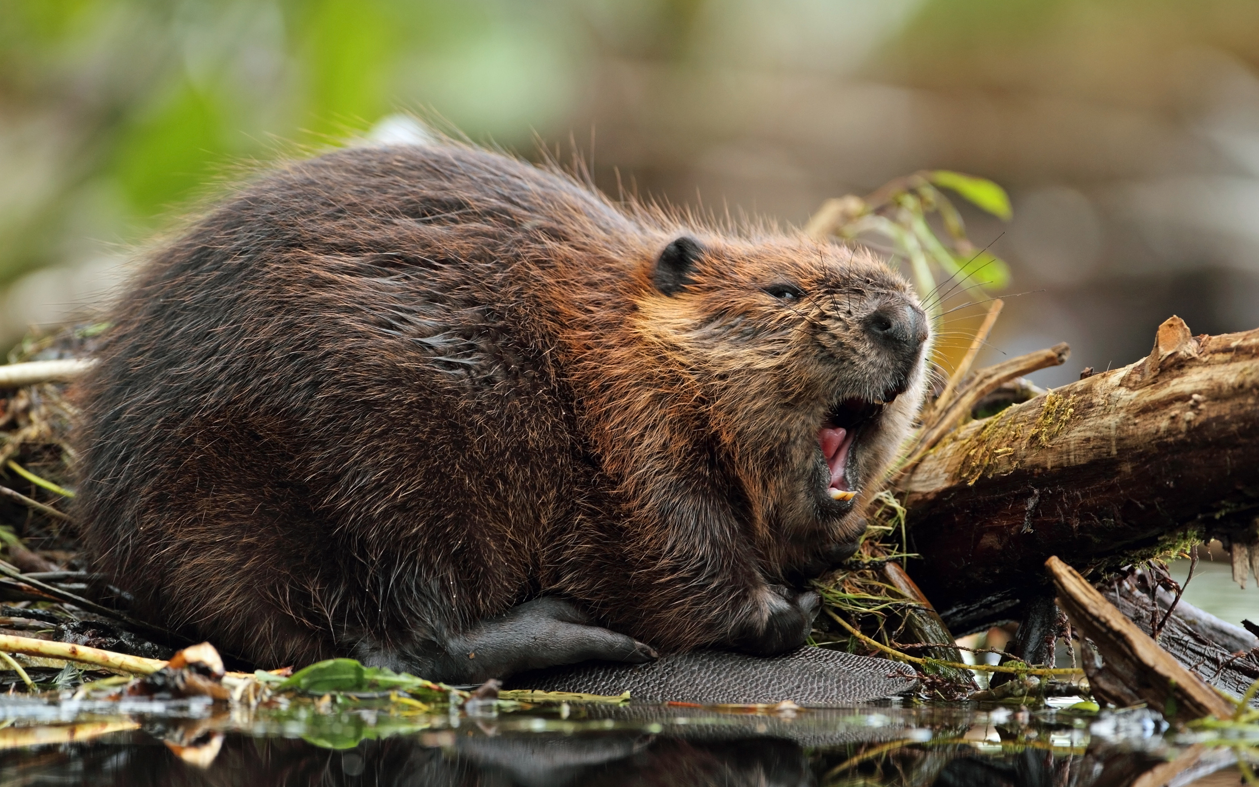 Animal Beaver 2560x1600