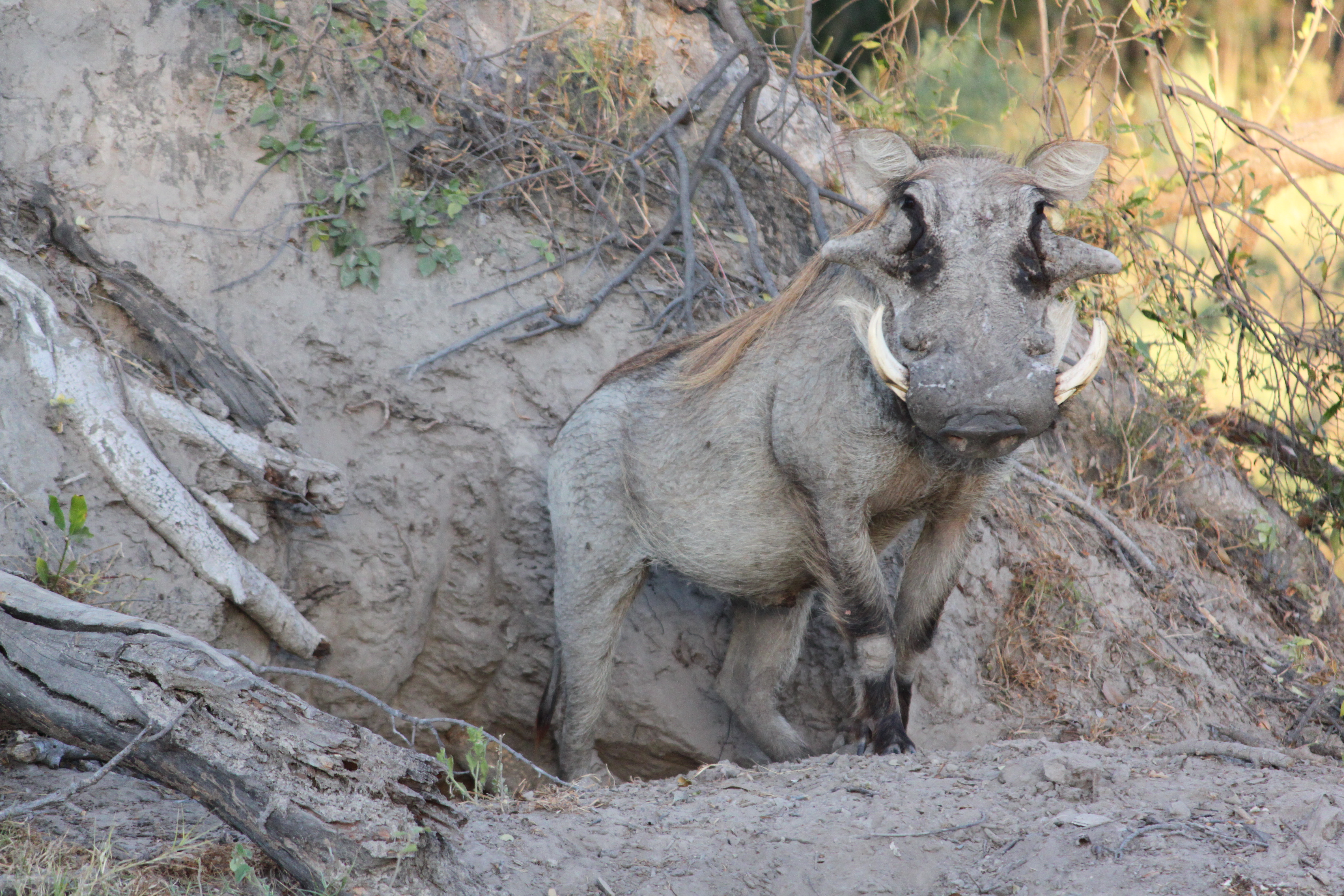 Animal Warthog 4752x3168