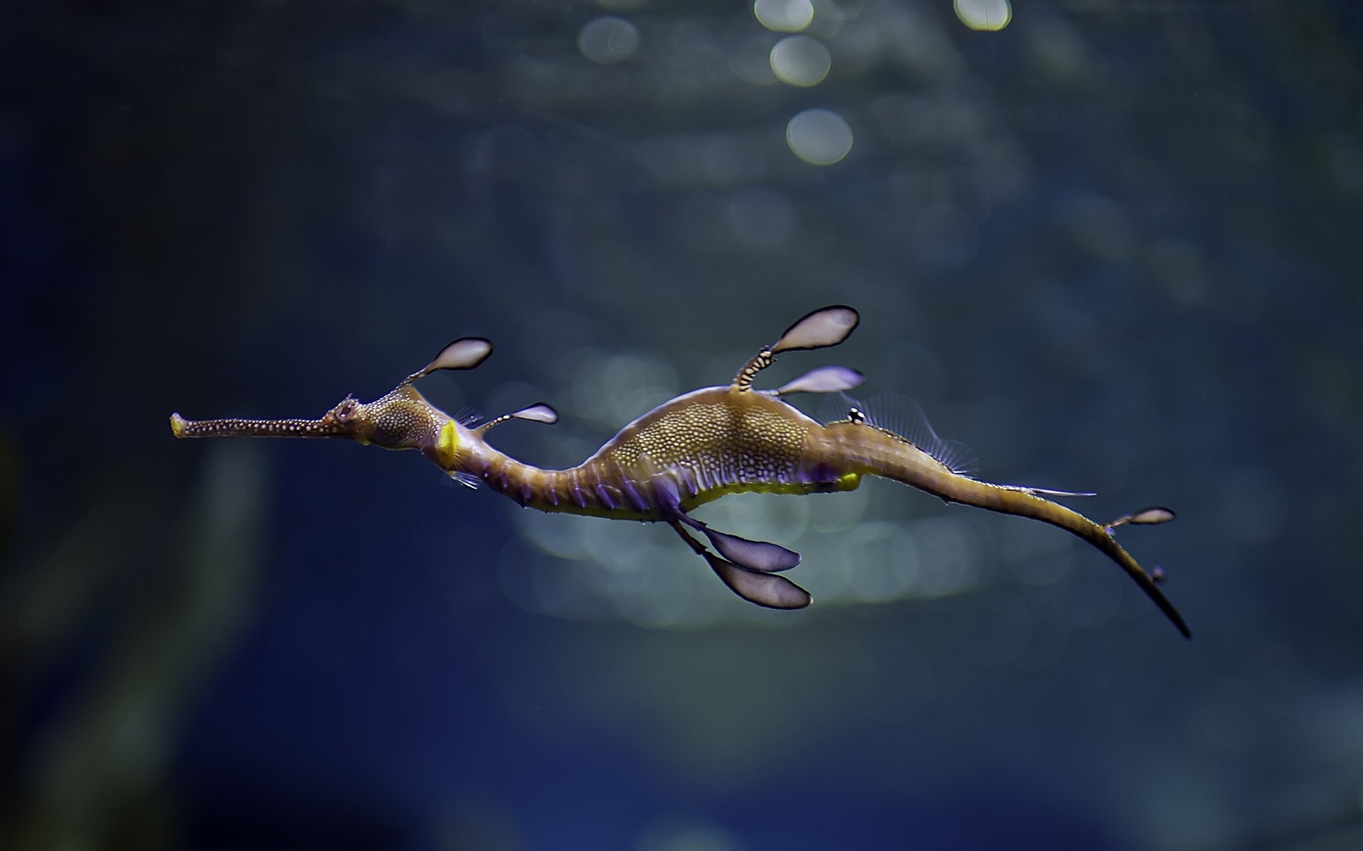 Nature Underwater Seahorses Macro Bokeh 1920x1200