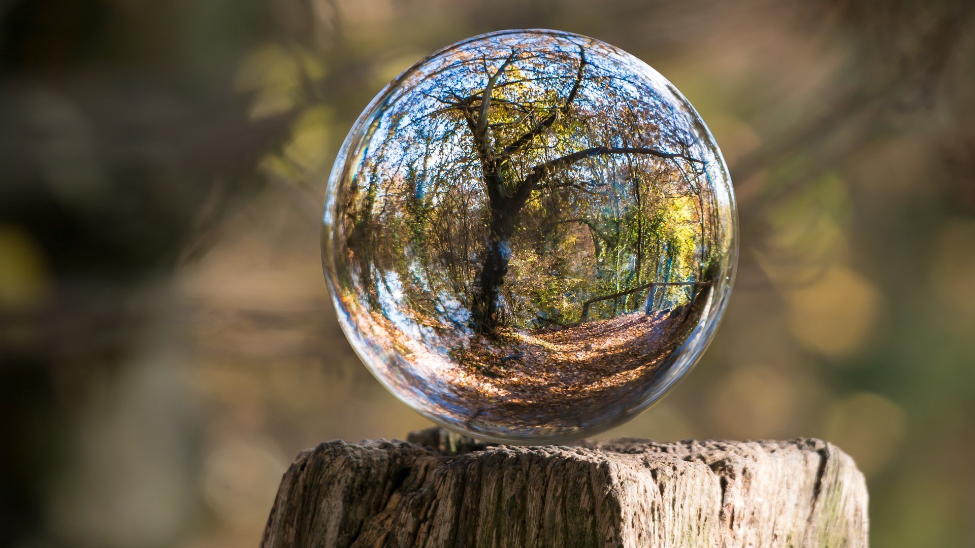 Nature Landscape Trunks Wood Sphere Glass Reflection Trees Fall Leaves Depth Of Field Distortion 1920x1080