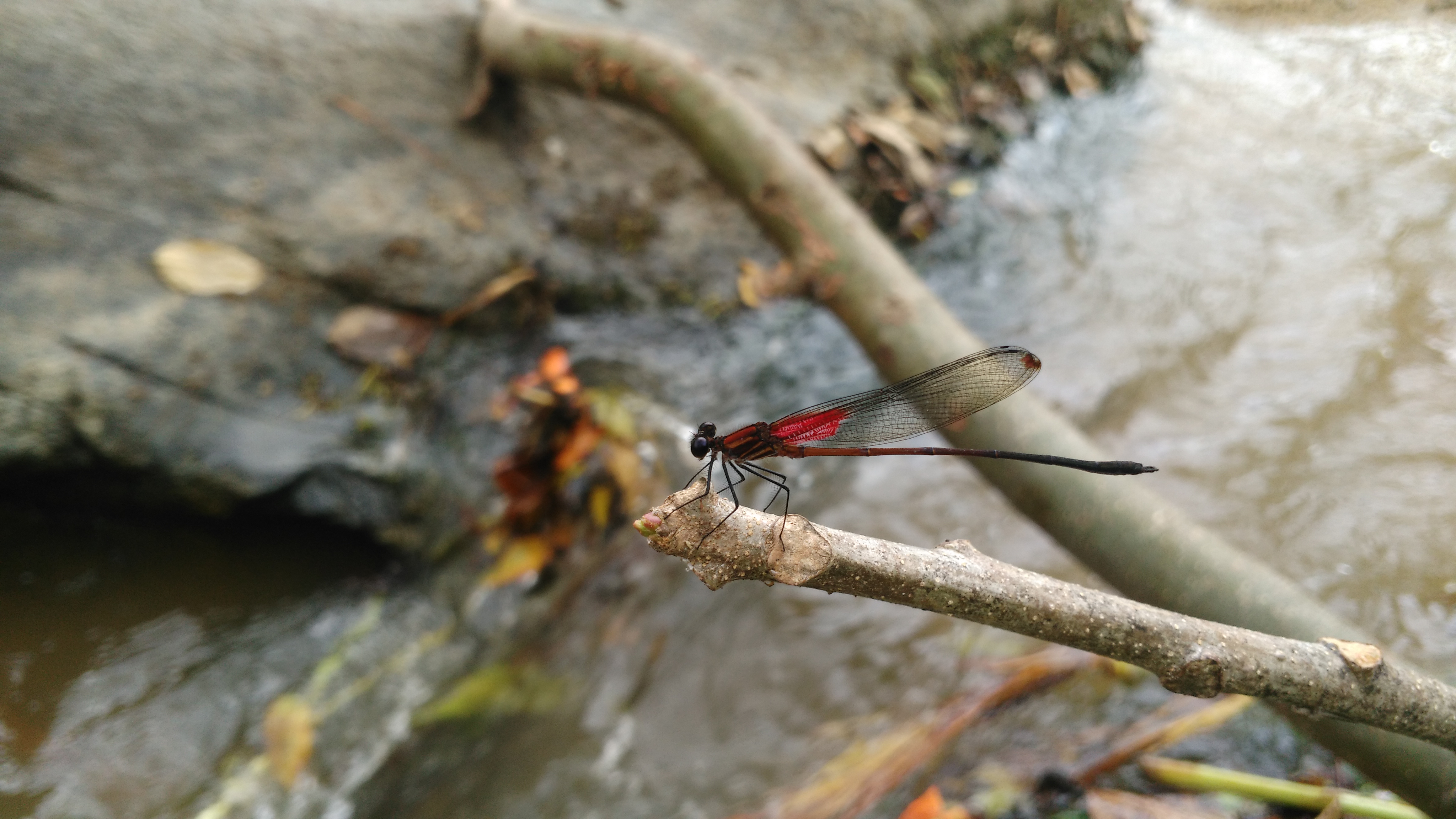 Dragonflies River Landscape Insect Red Flowers Without People 4096x2304