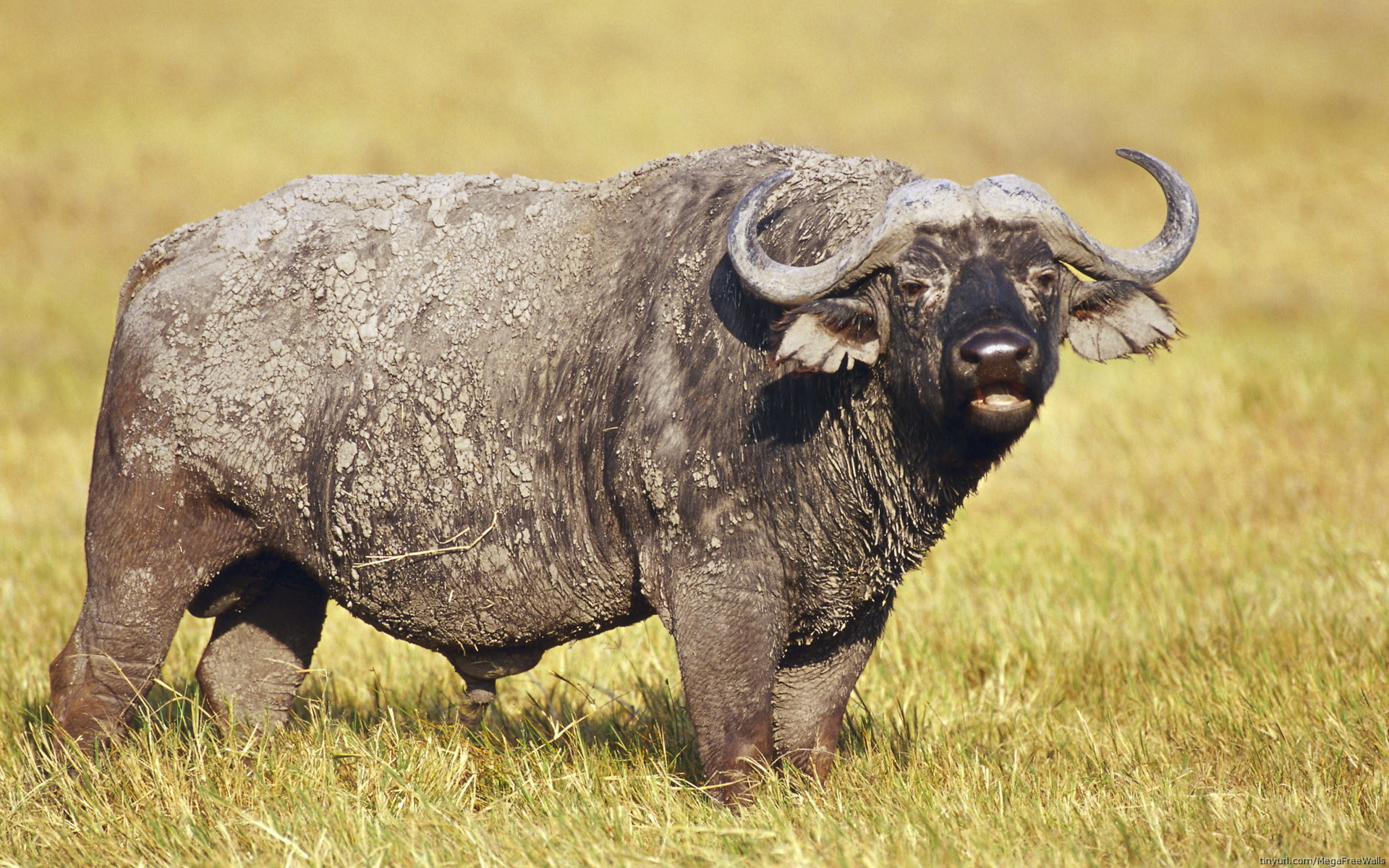 Animal African Buffalo 1920x1200